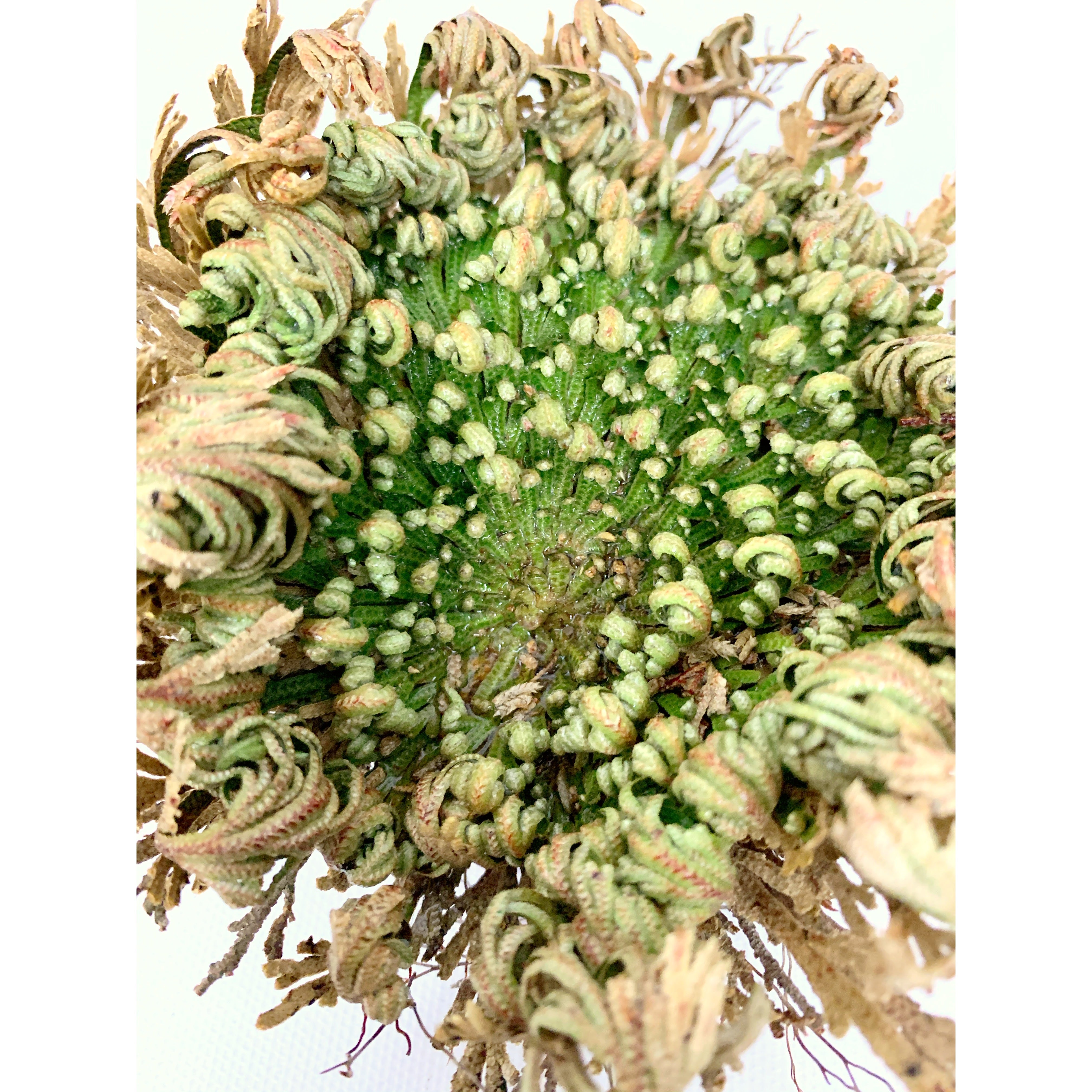 Resurrection Plant