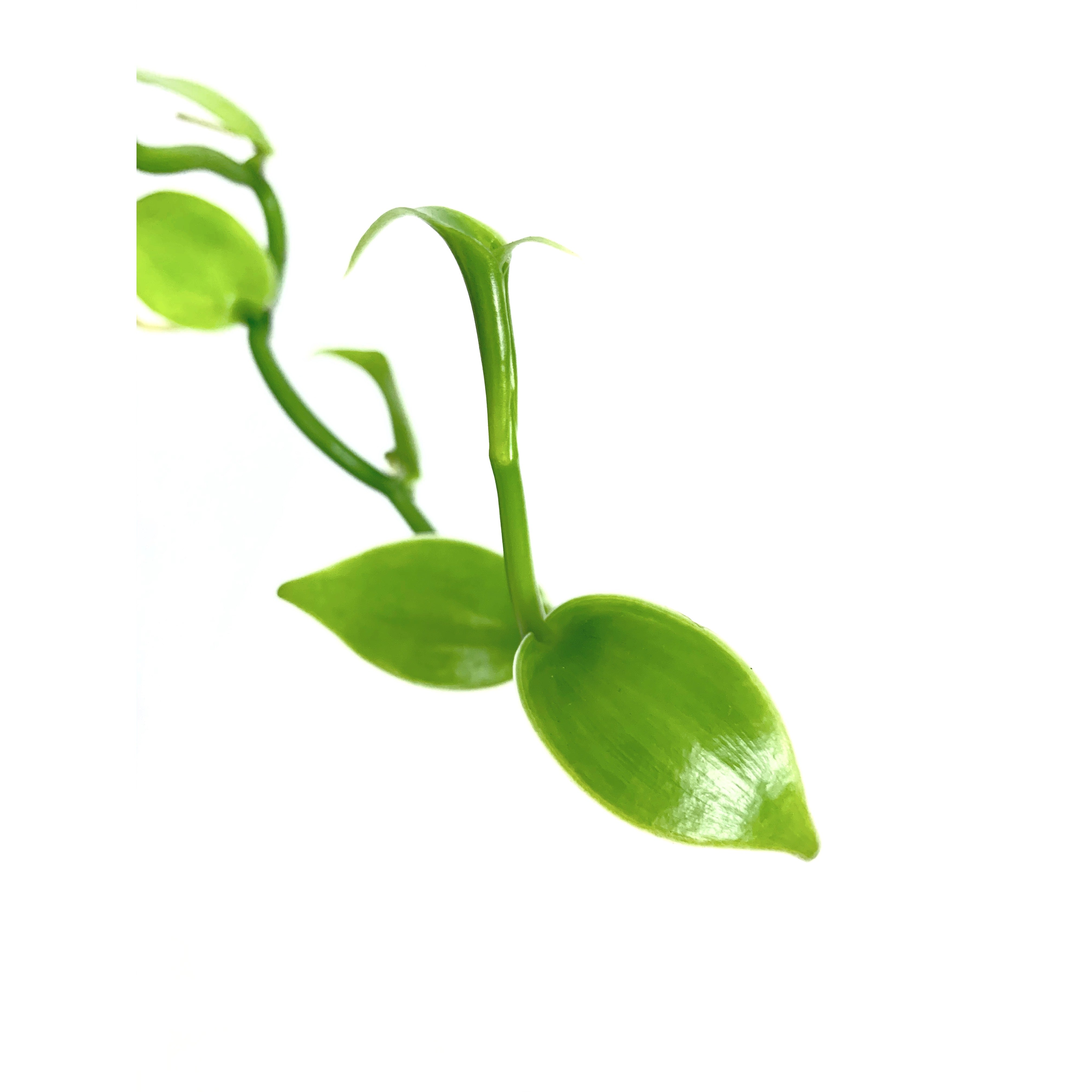 Vanilla Bean Orchid