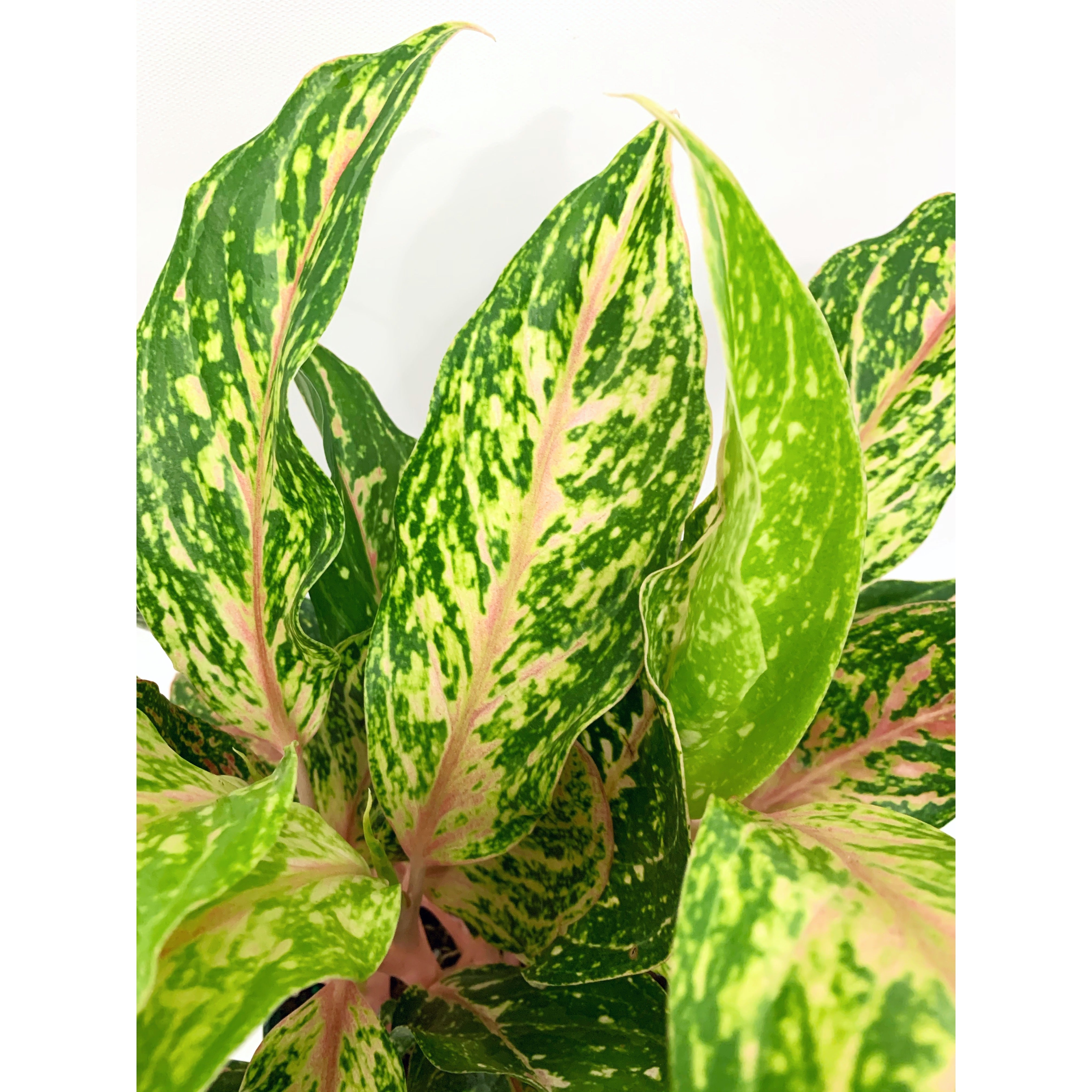 Aglaonema Sparkling Sarah