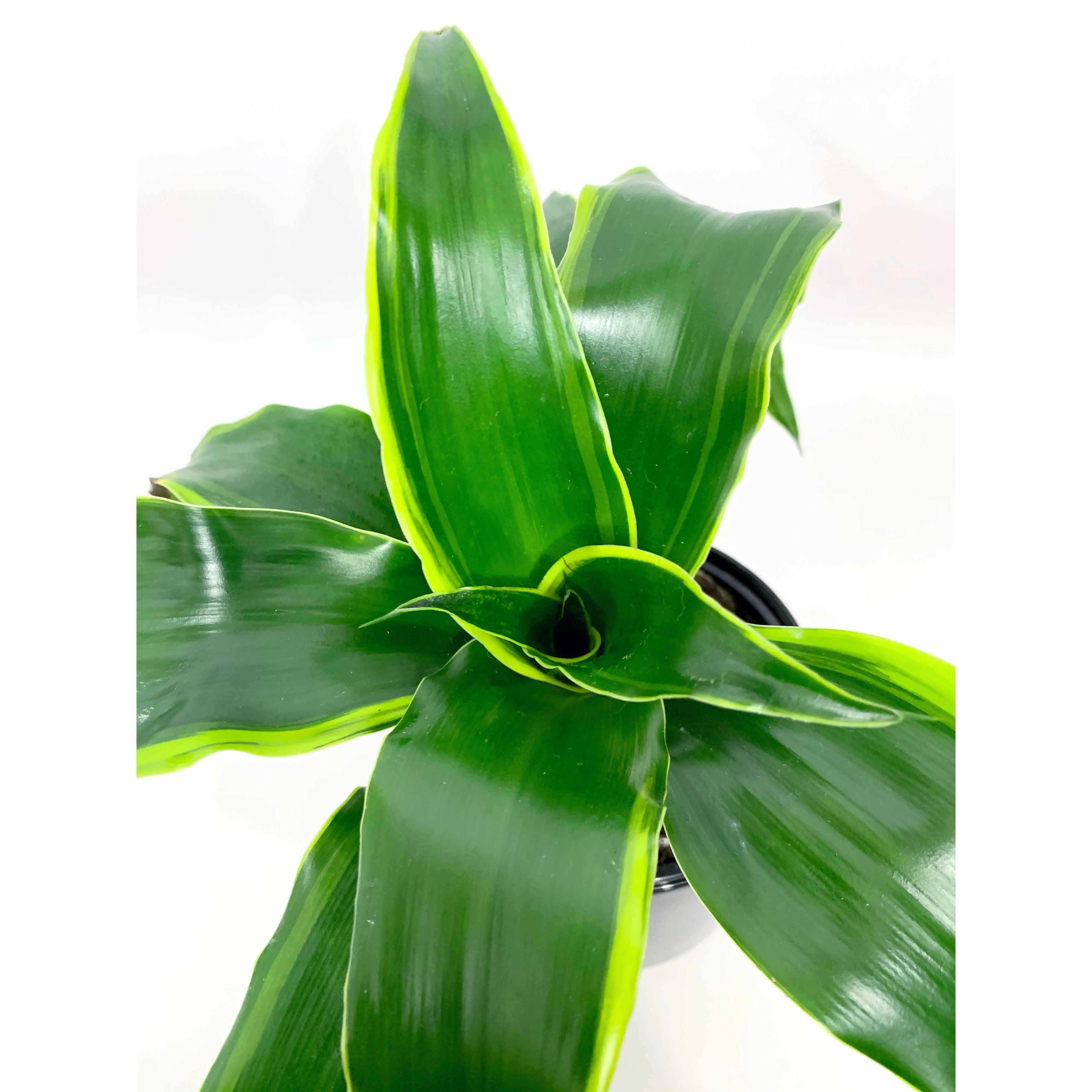 Dracena Art Carmen