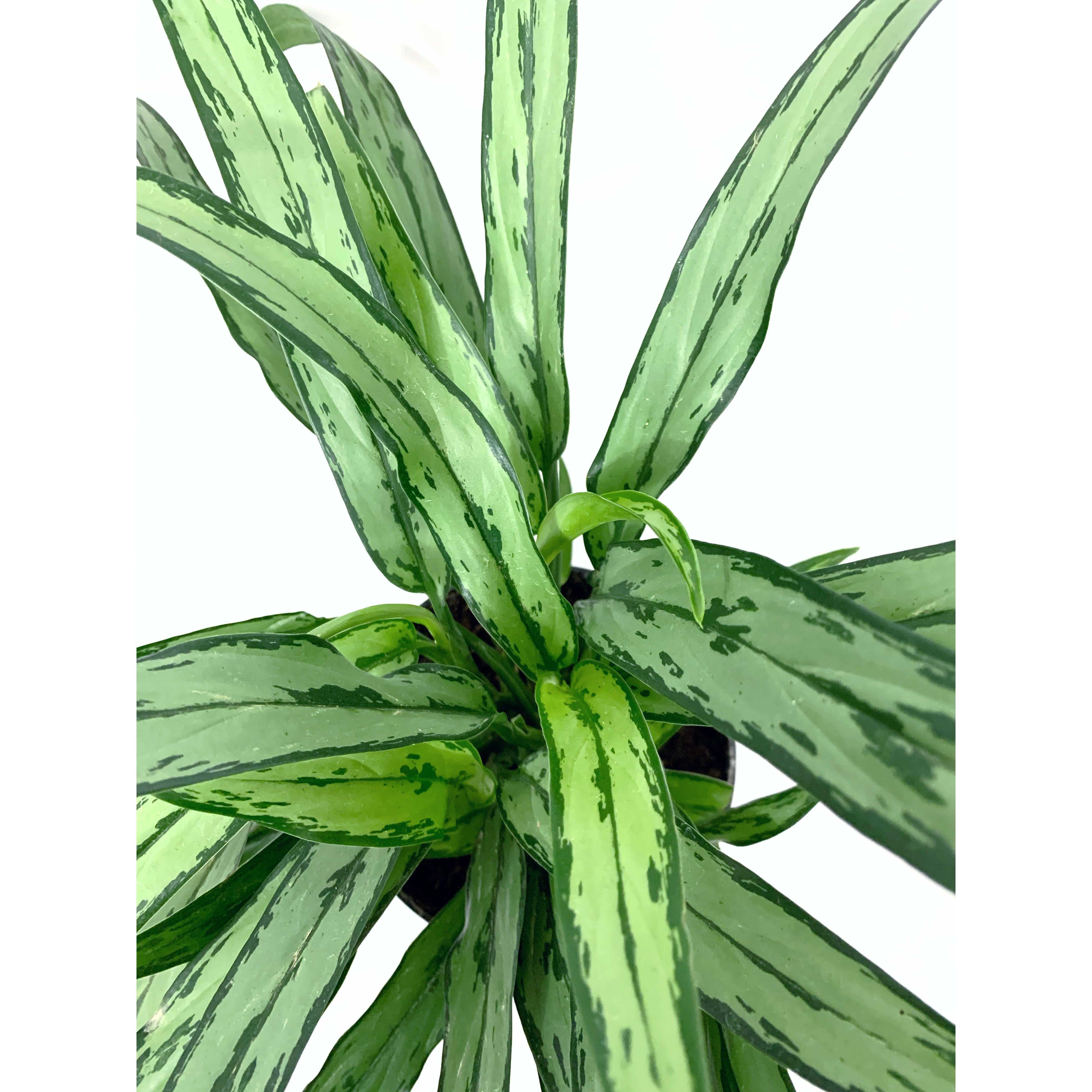 Aglaonema Cutlass