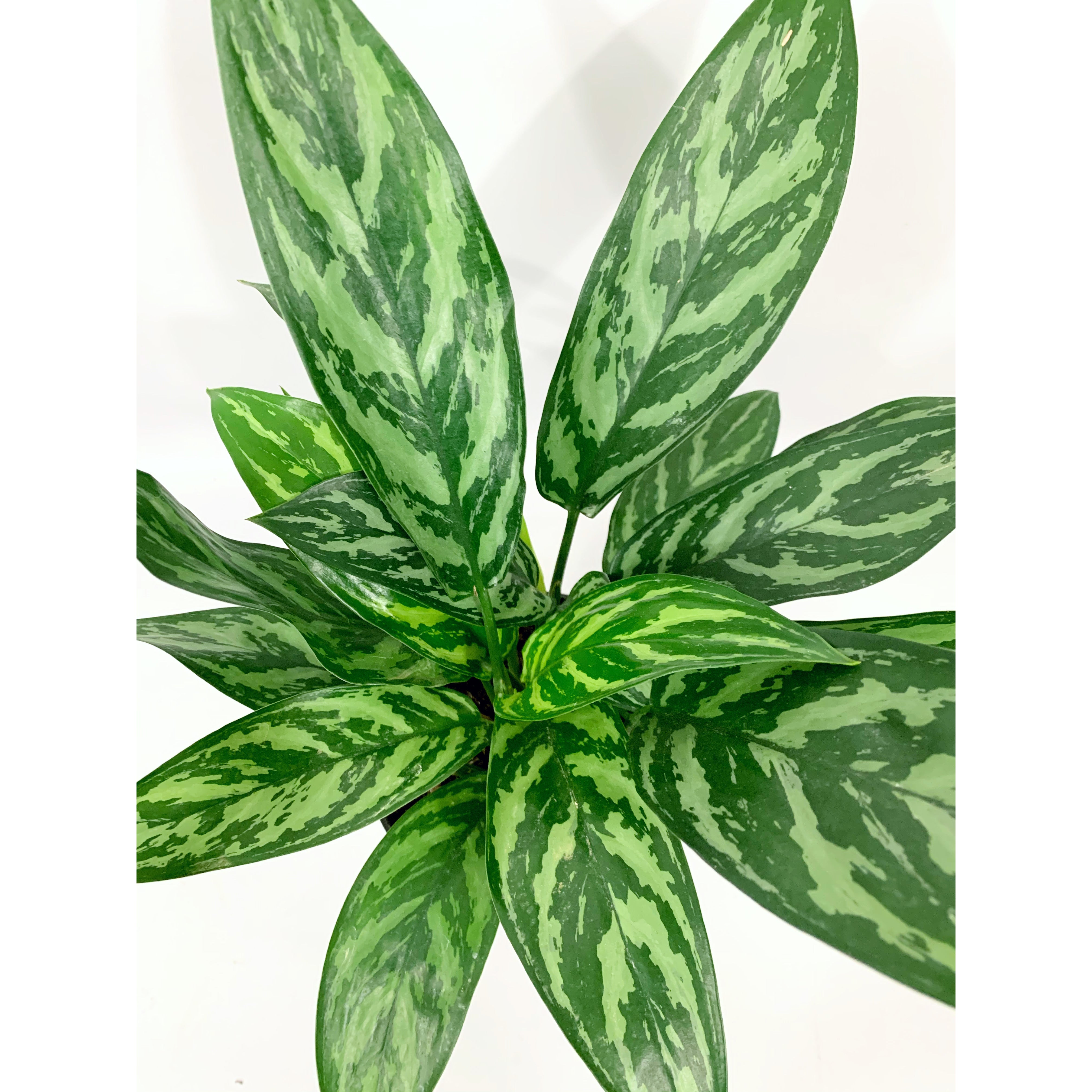 Aglaonema Tigress