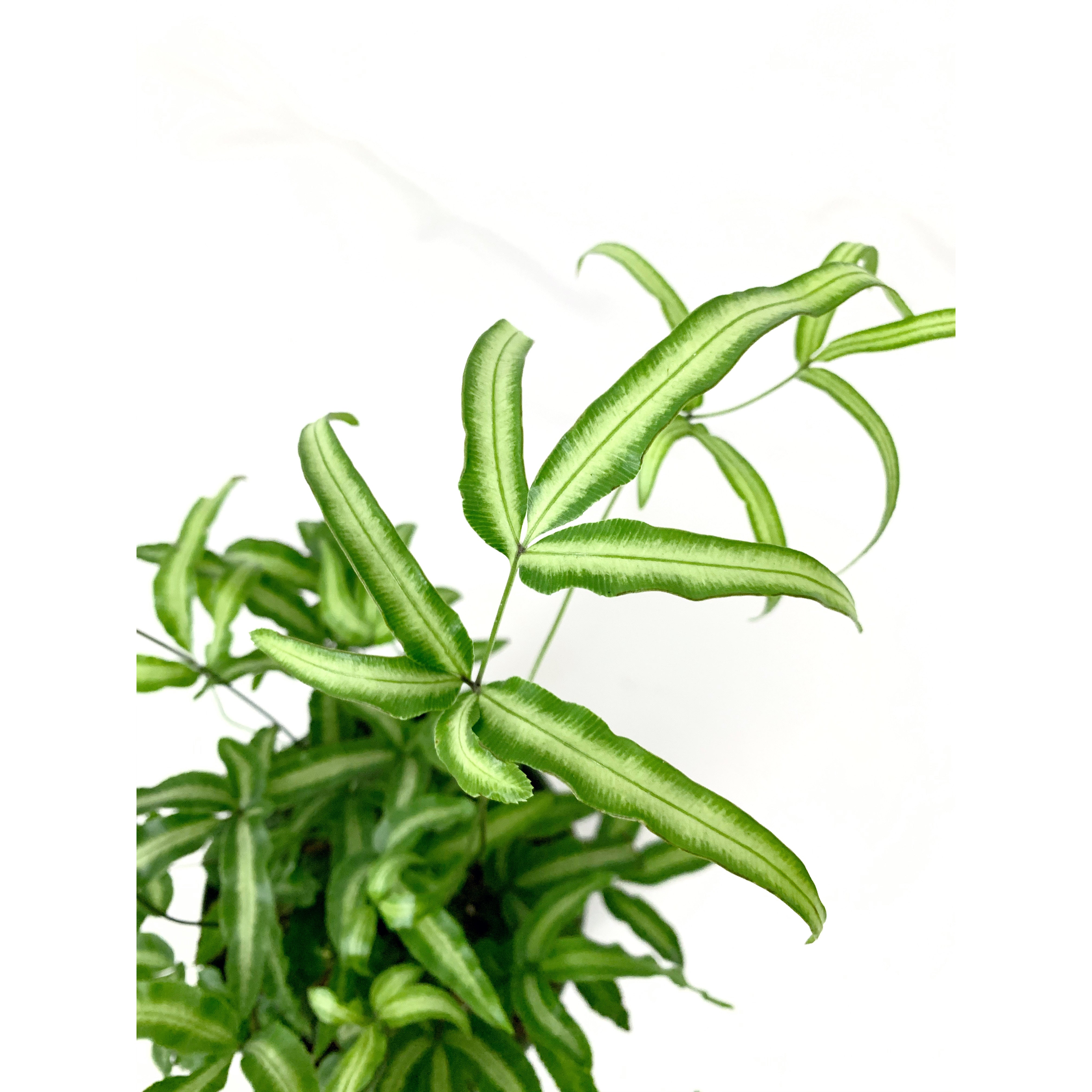 Cretan Brake Fern