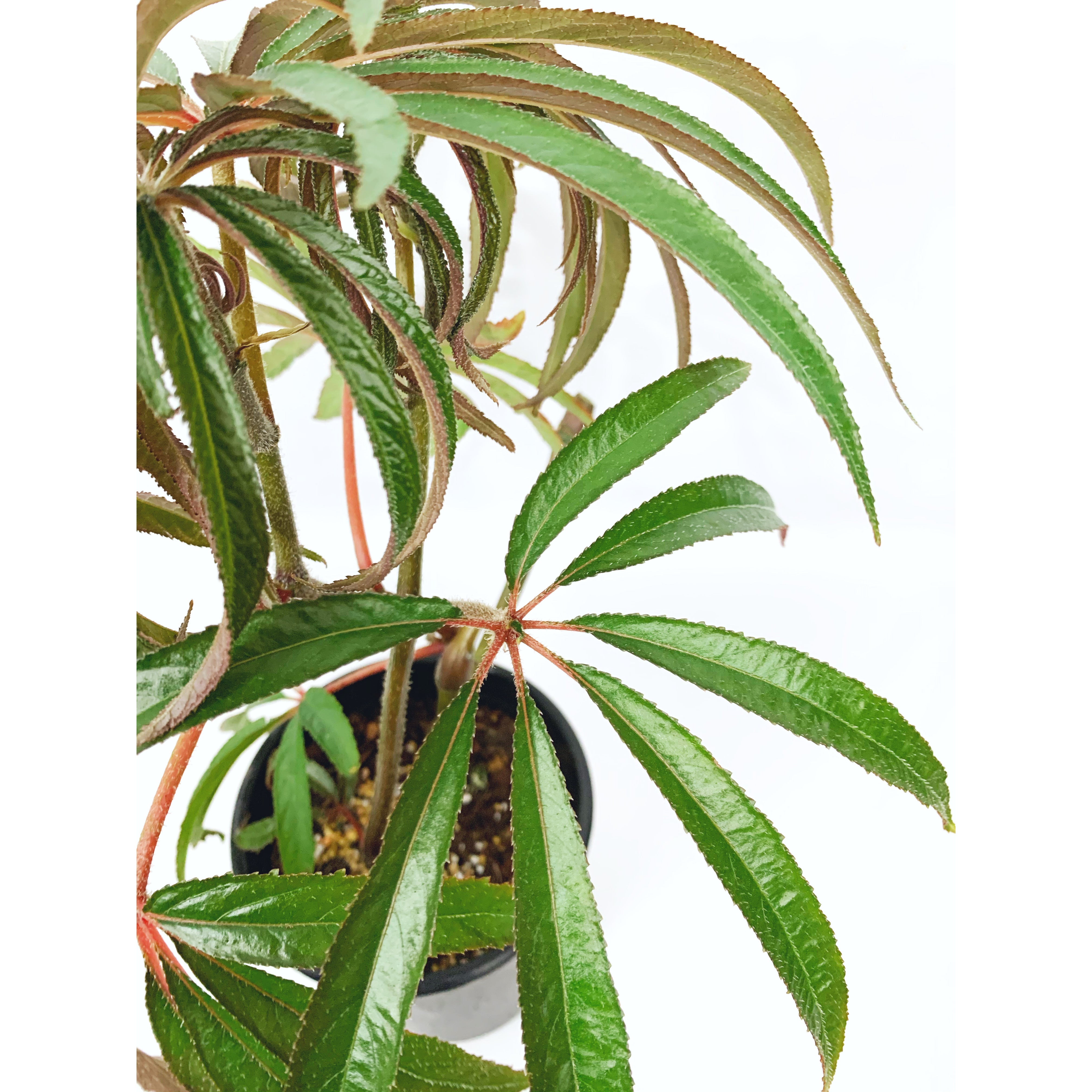 Begonia Luxurians