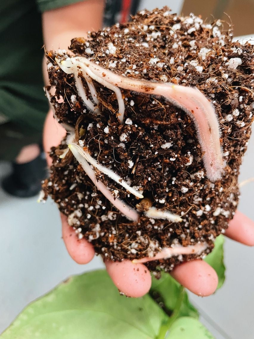 アガベ coco Agave titanota cv. 'Black & Blue' [For beginners] Introducing