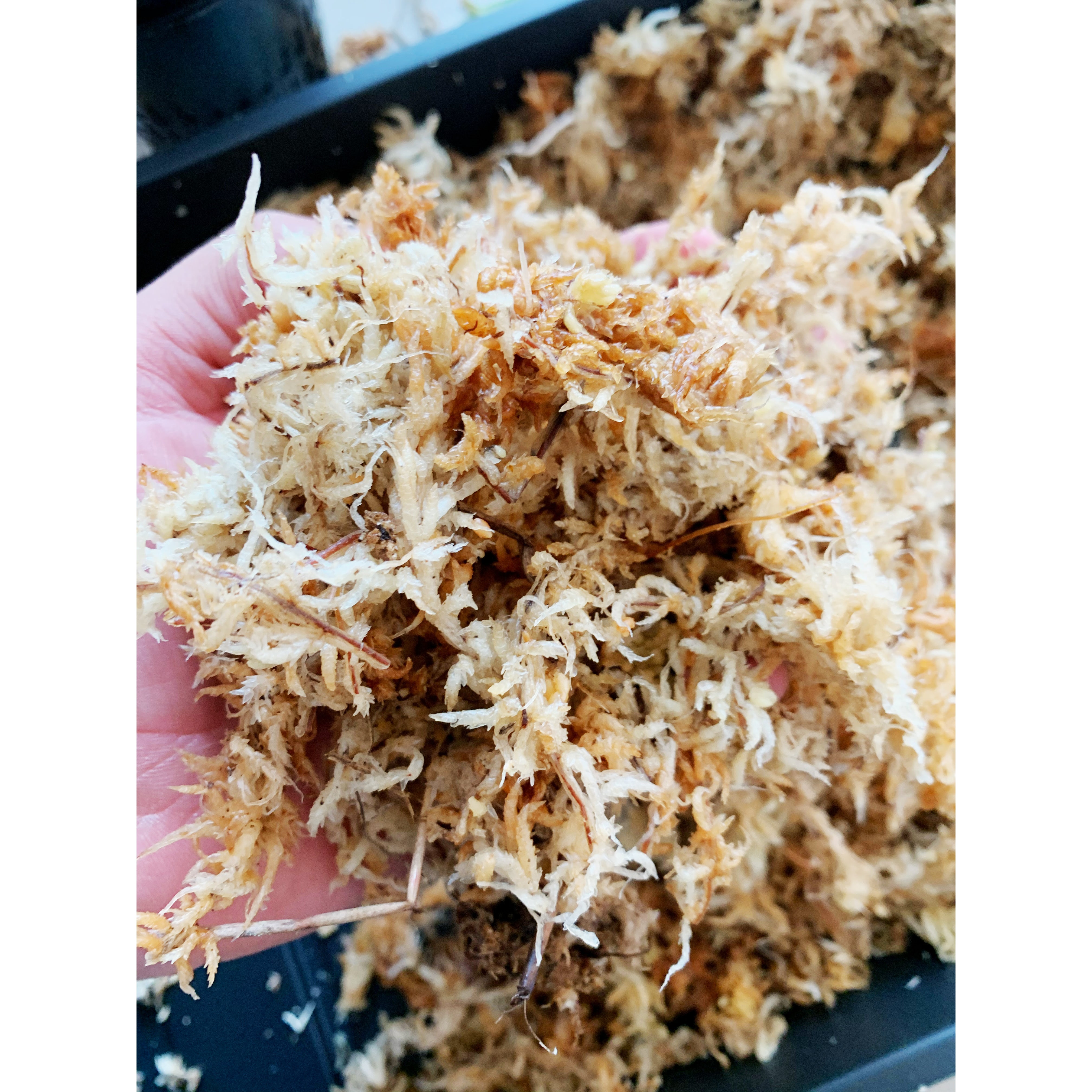 SPHAGNUM MOSS