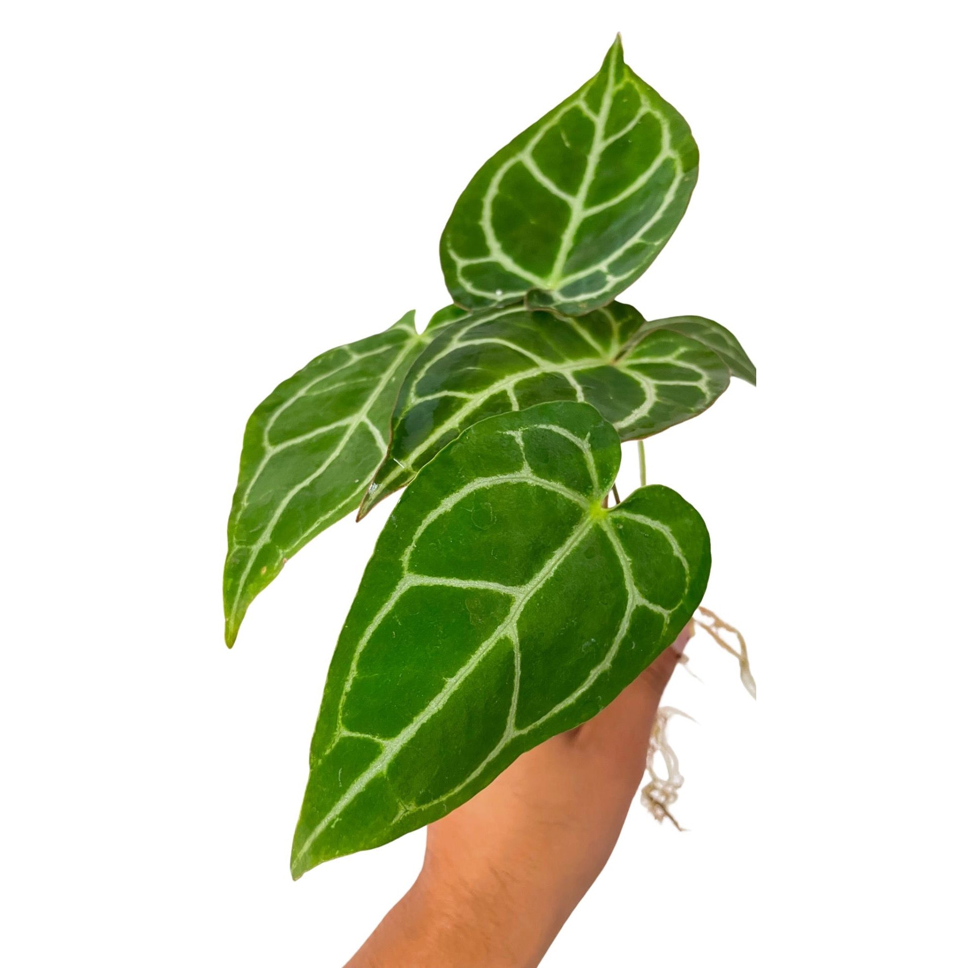 Anthurium Silver Bush