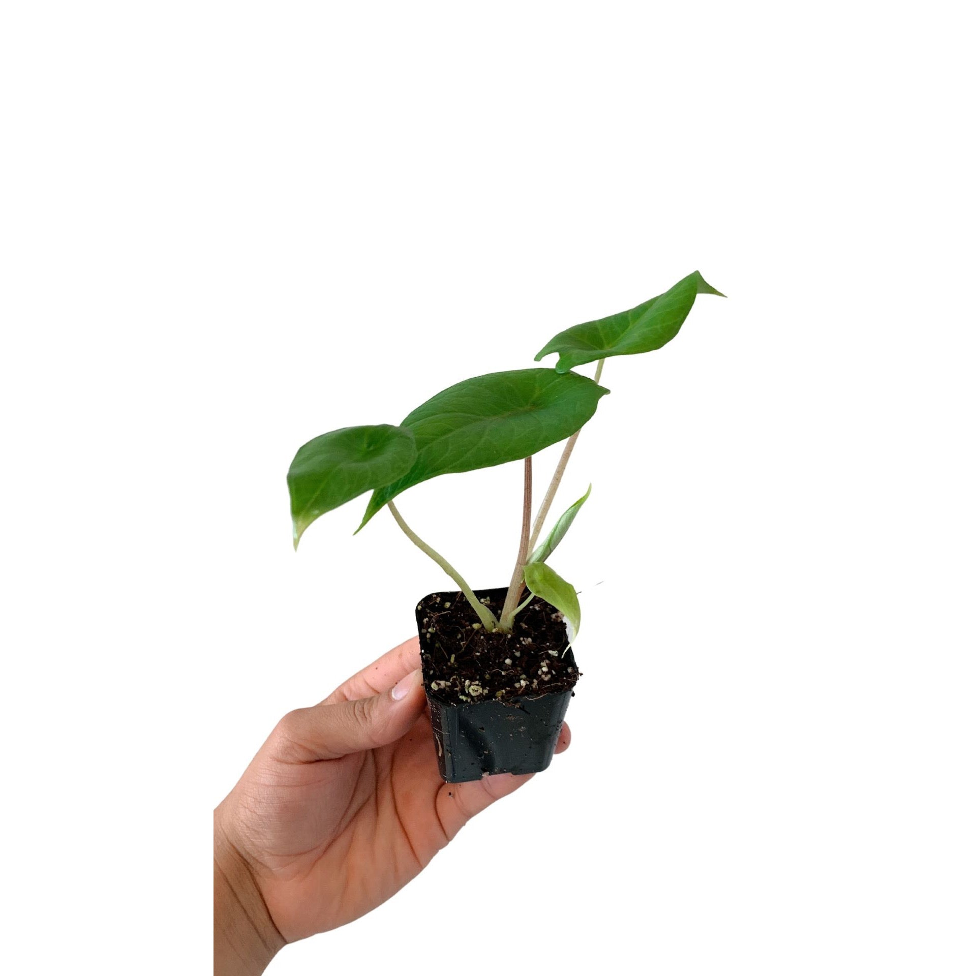 Alocasia Scalprum