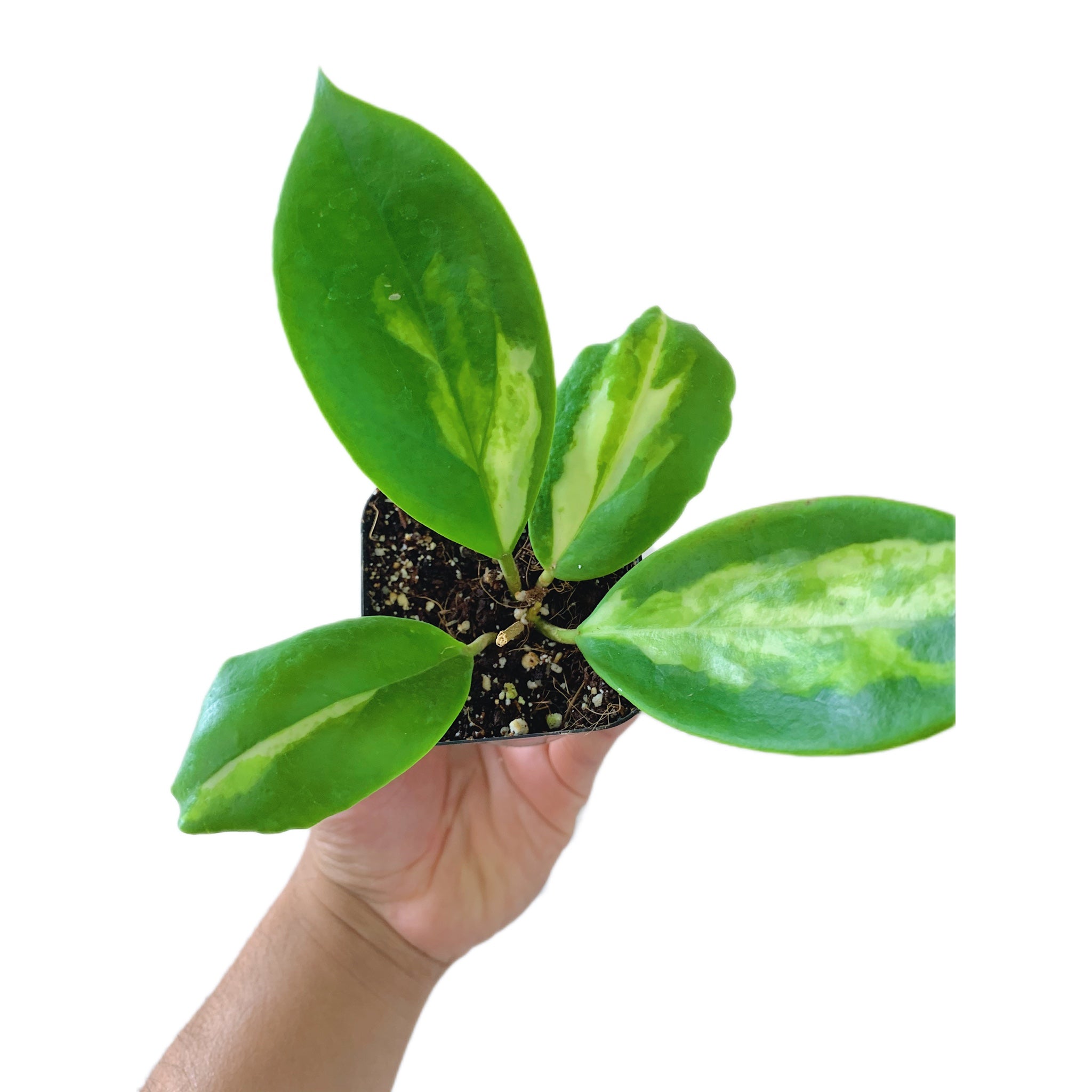 Hoya Incrassata