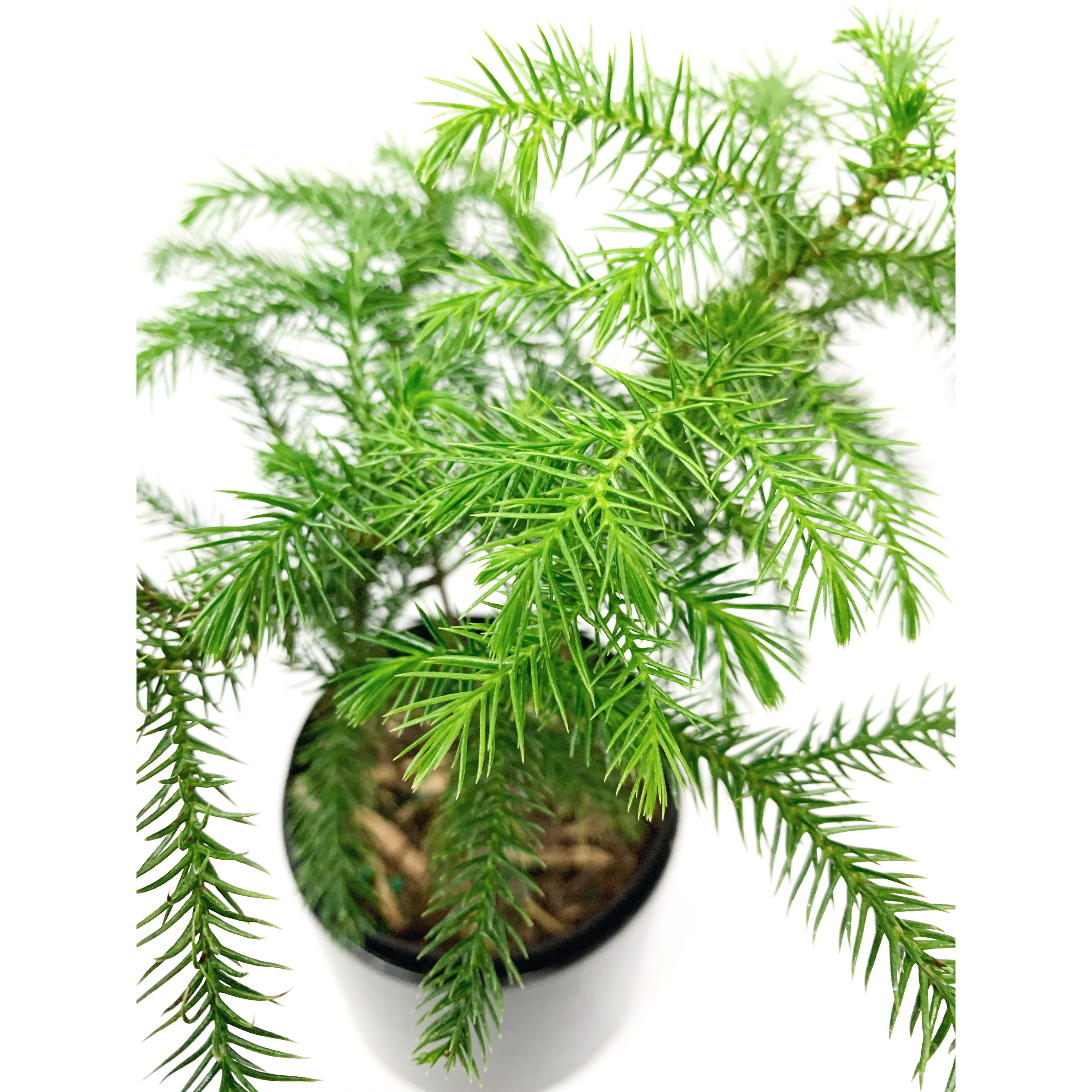 Norfolk Pine Tree