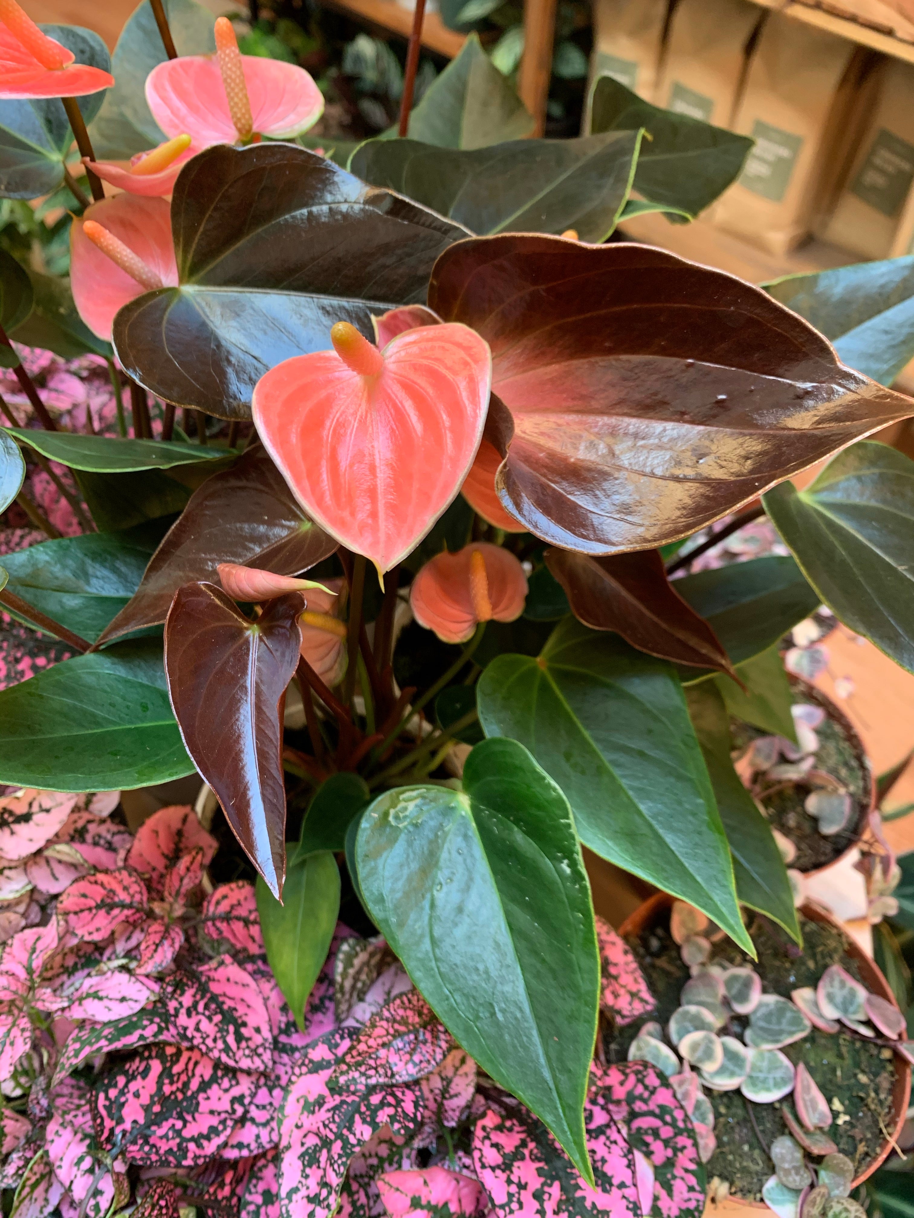Anthurium Rainbow Champ