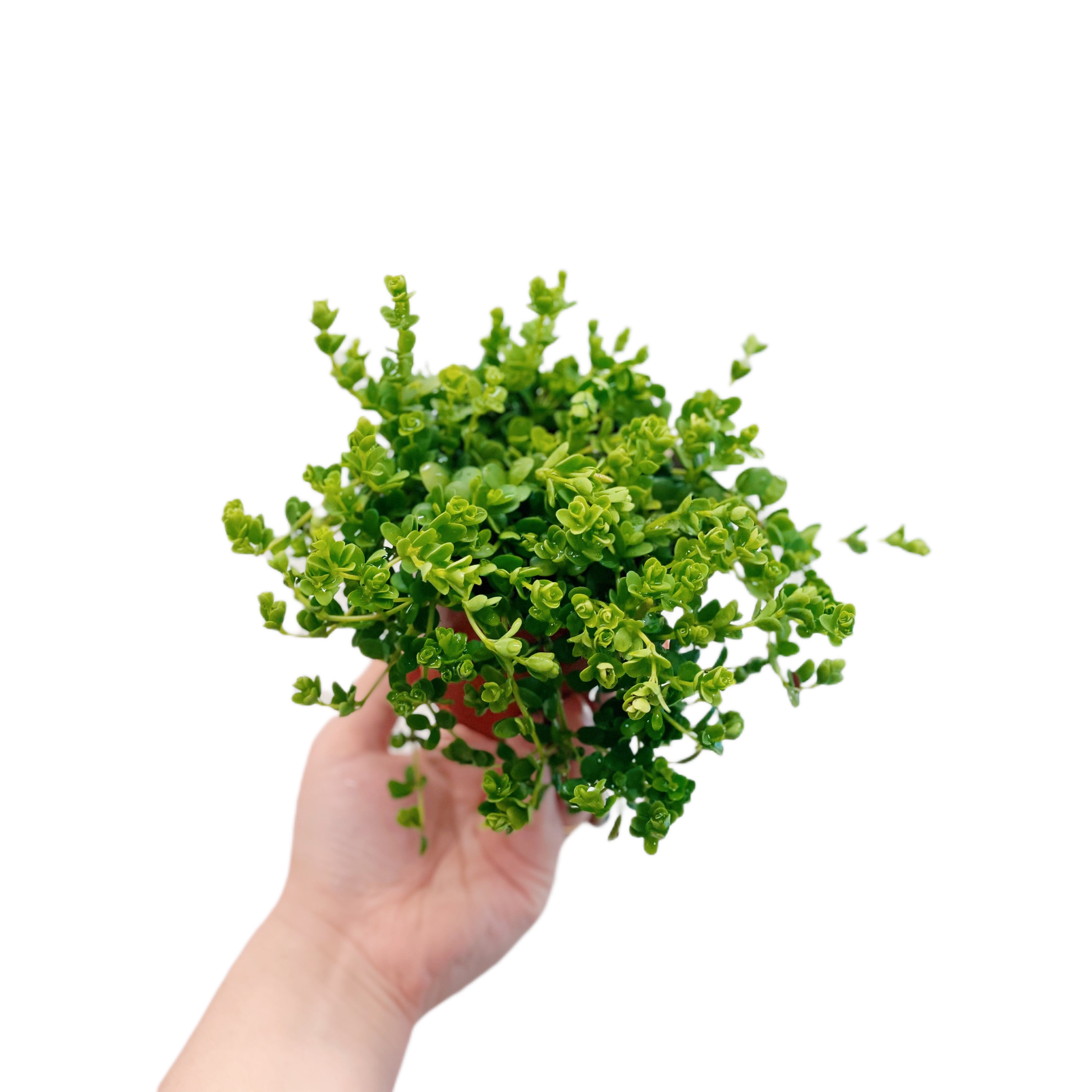 Peperomia Deppeana