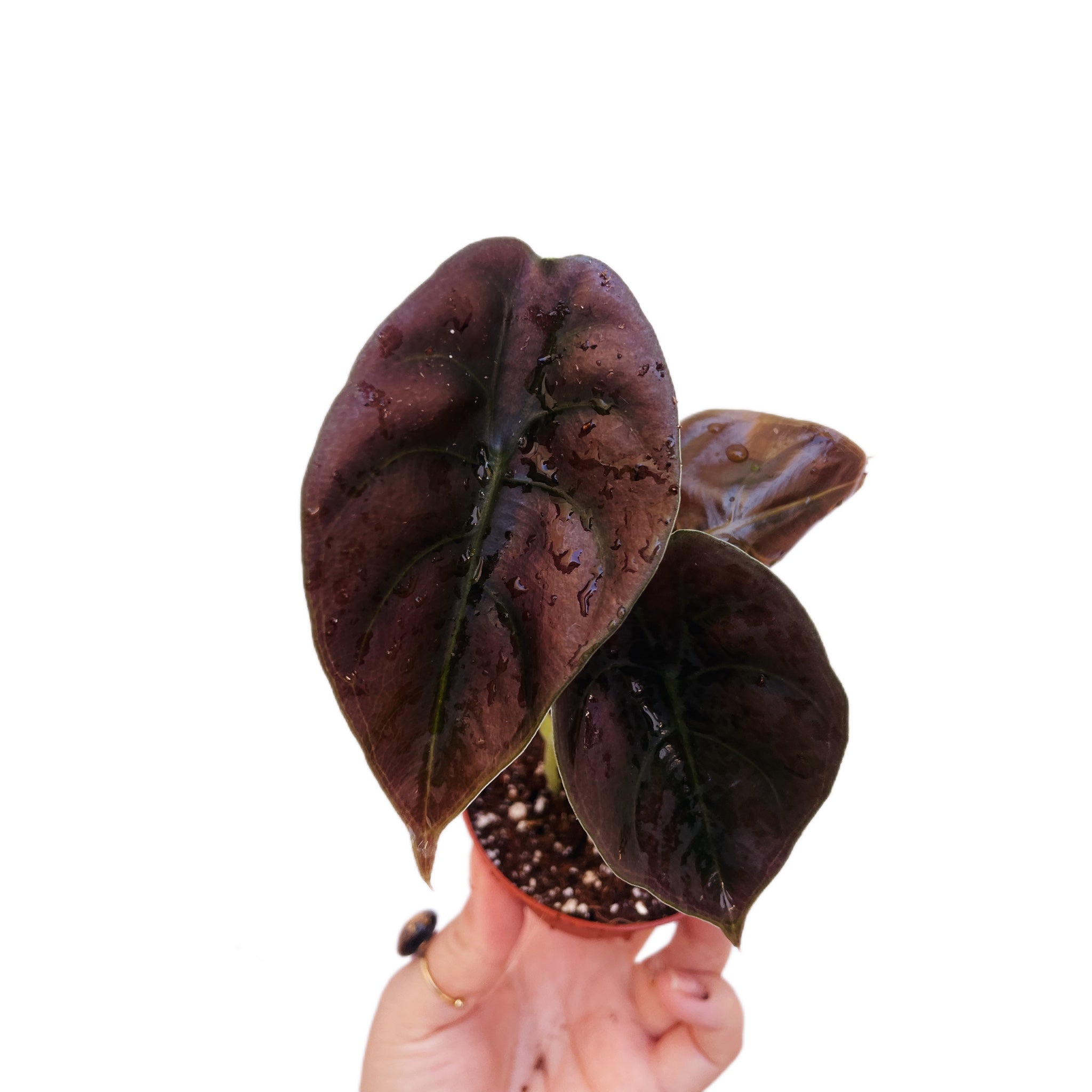 Alocasia Cuprea