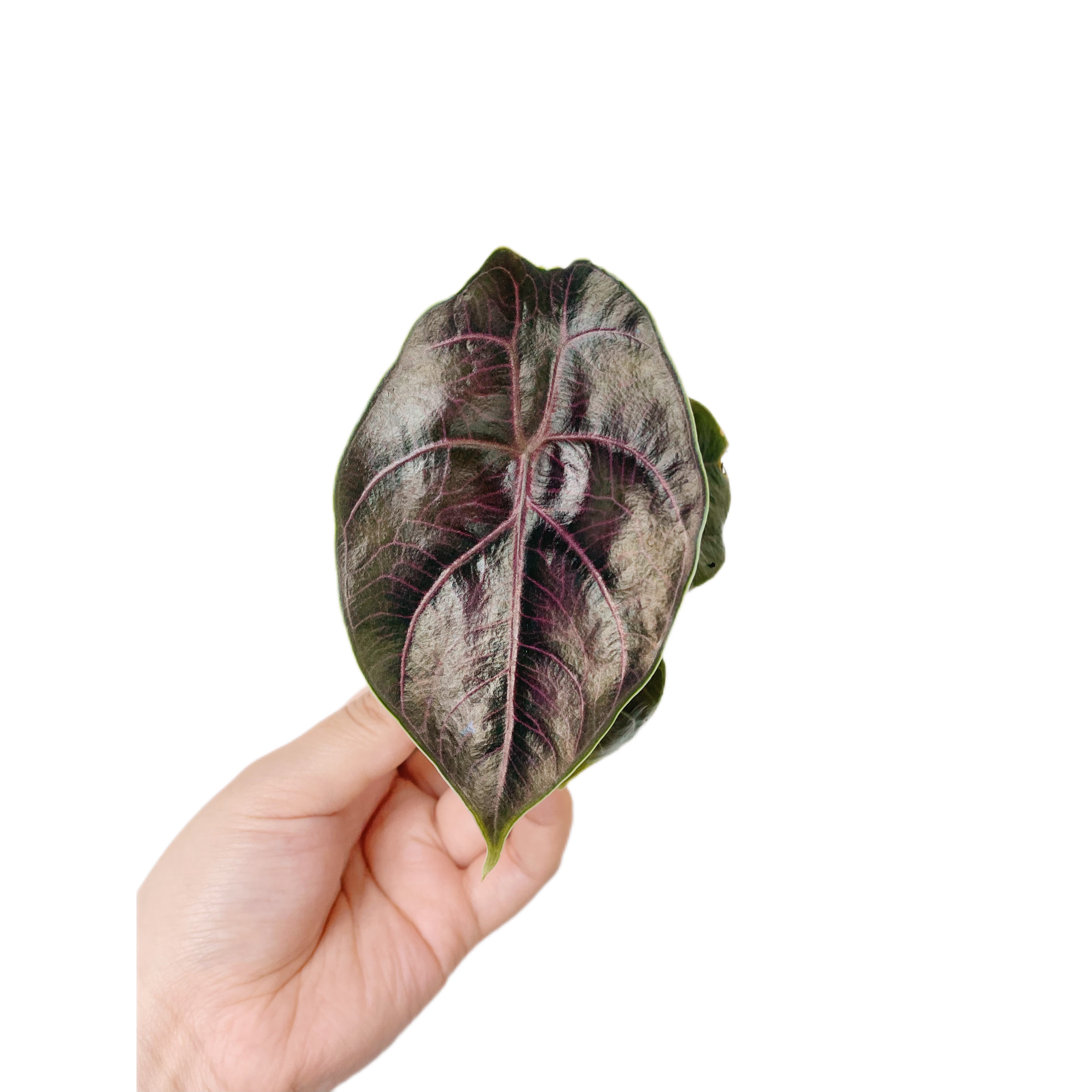 Alocasia Azlanii
