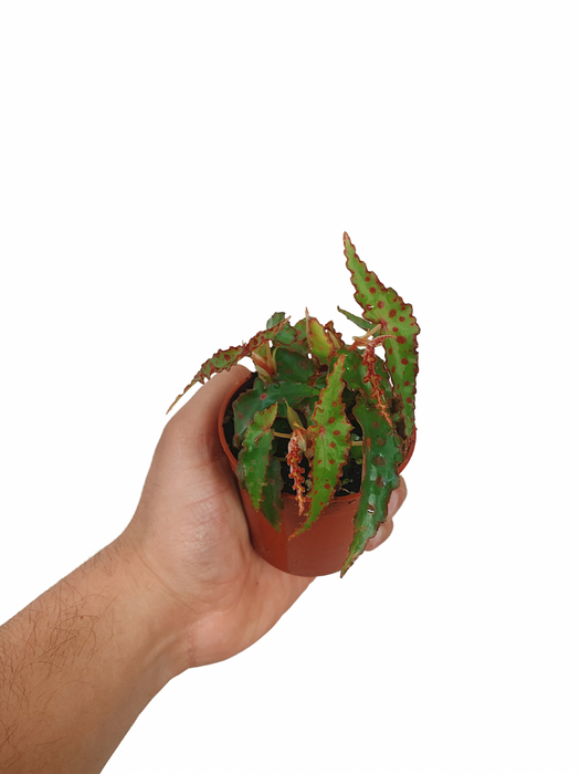 Begonia Amphxious