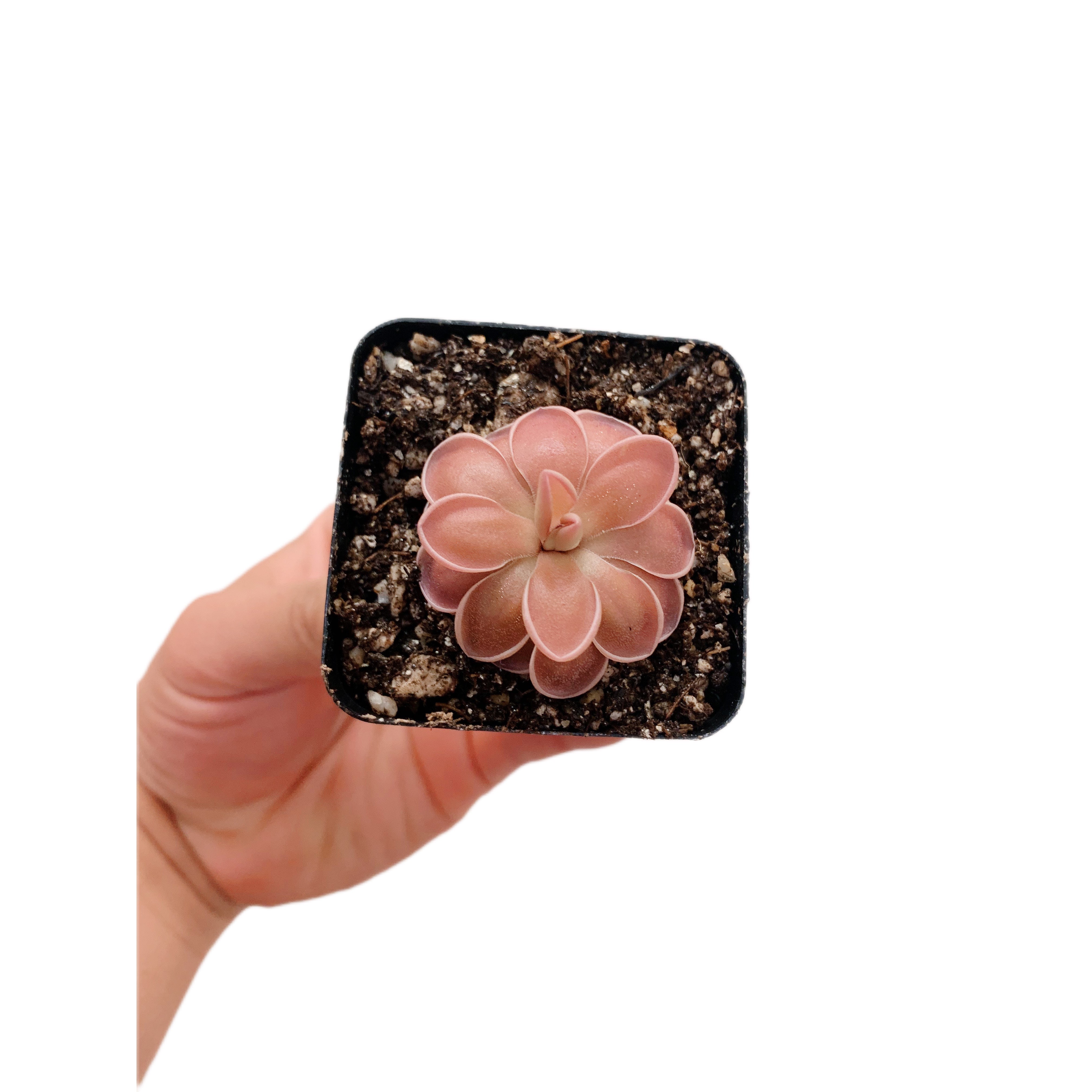 Pinguicula Elhersiae X Mesophitica