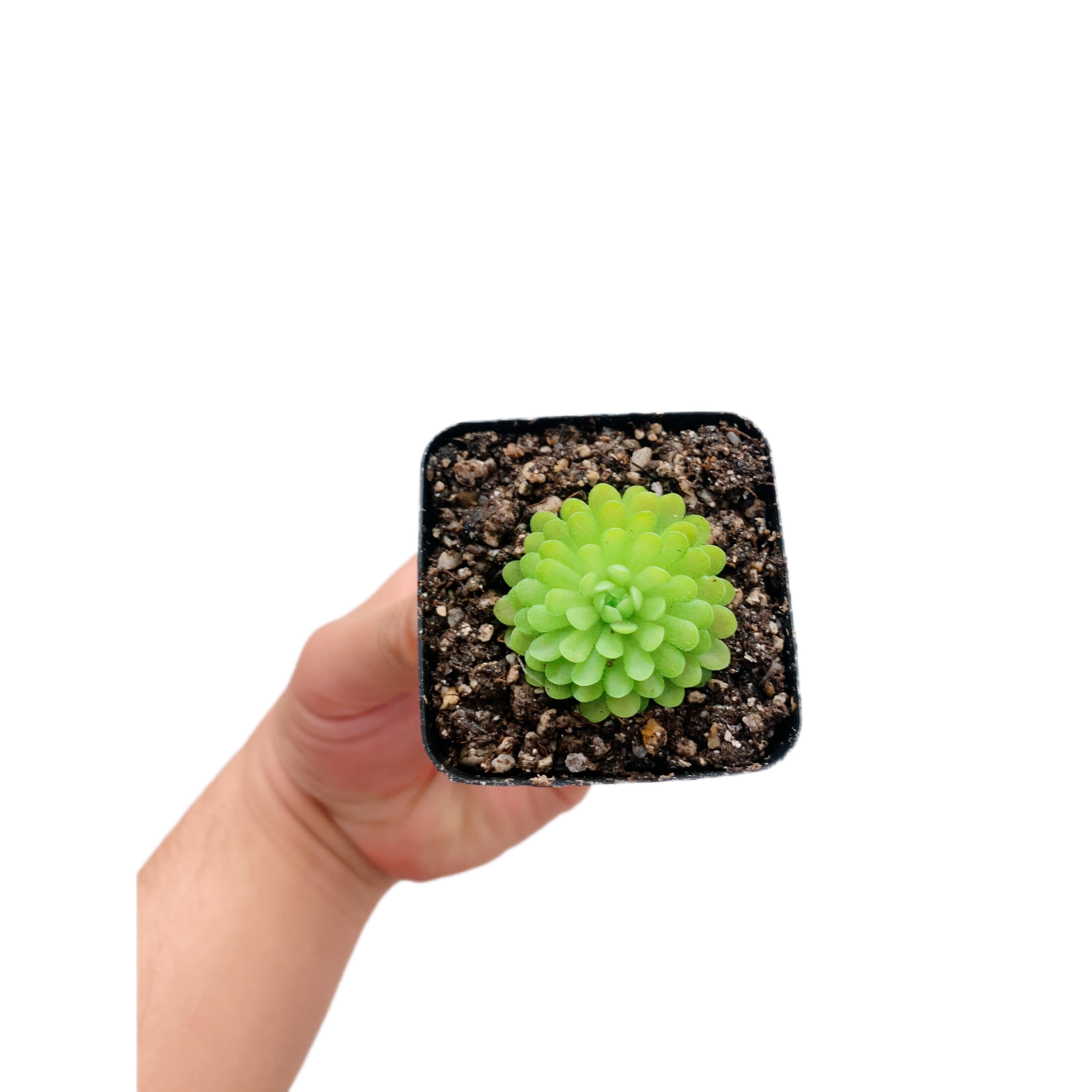 Pinguicula El Mirador