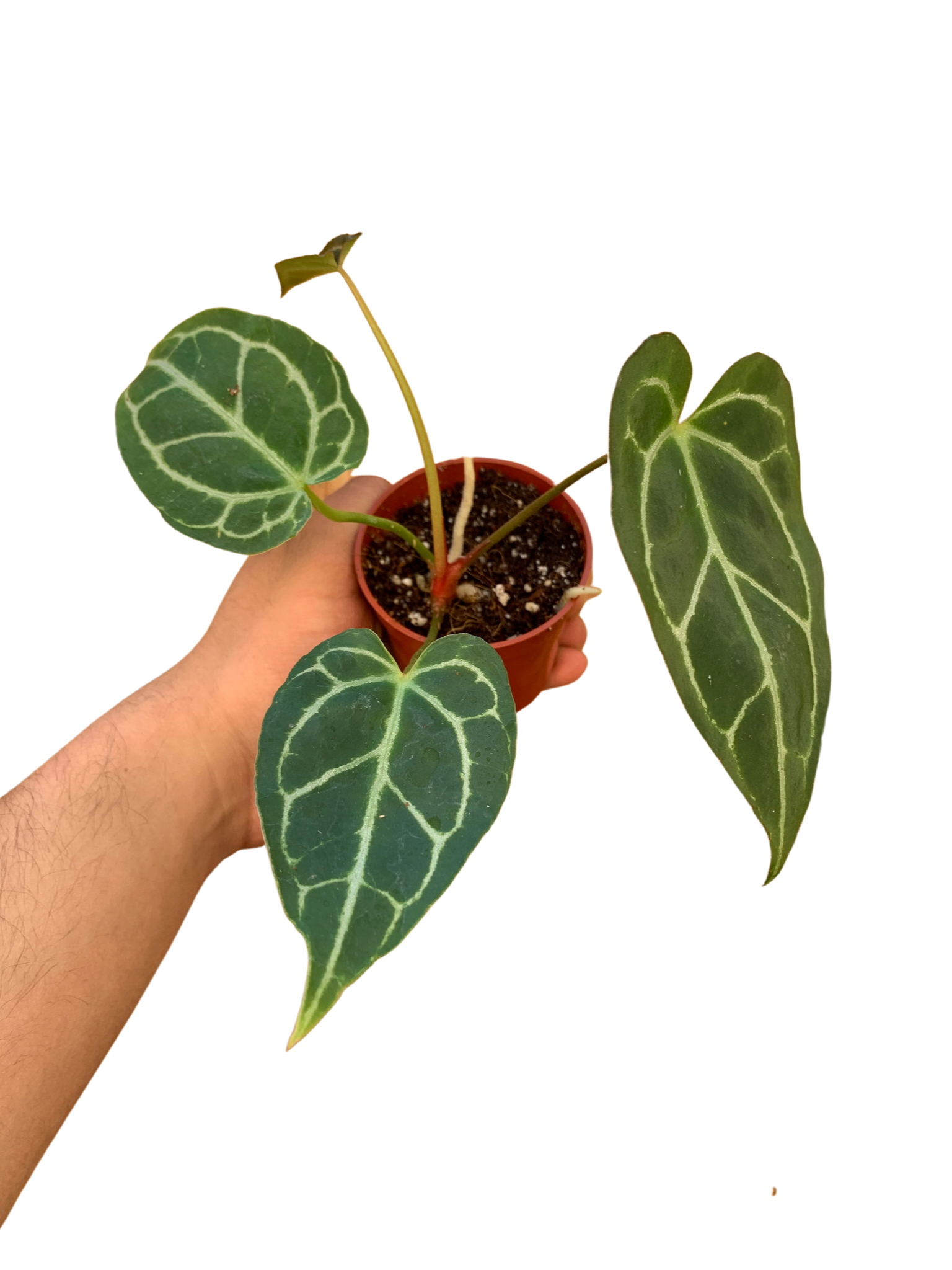 anthurium crystallinum size Anthurium Crystallinum