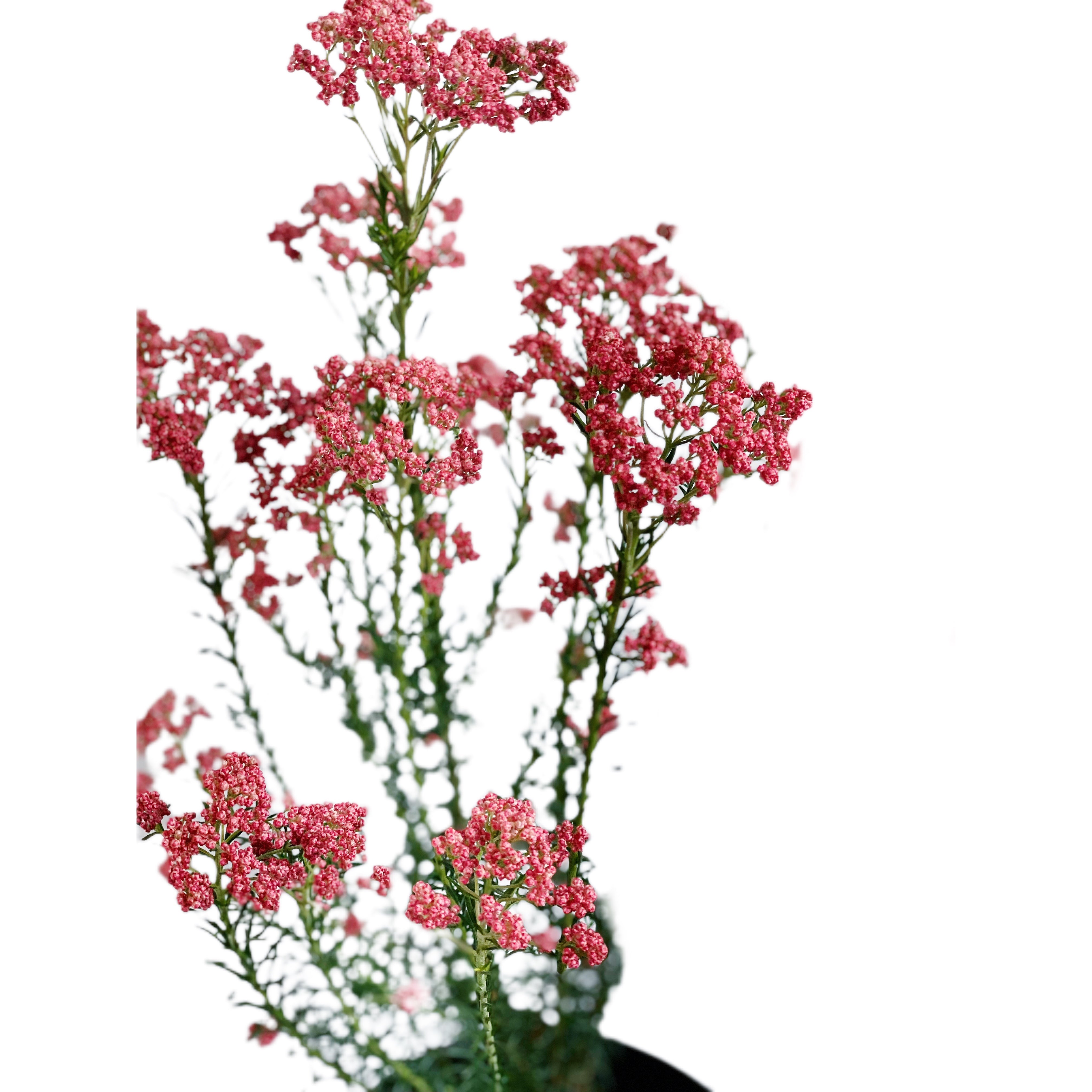 Pink Rice Flower