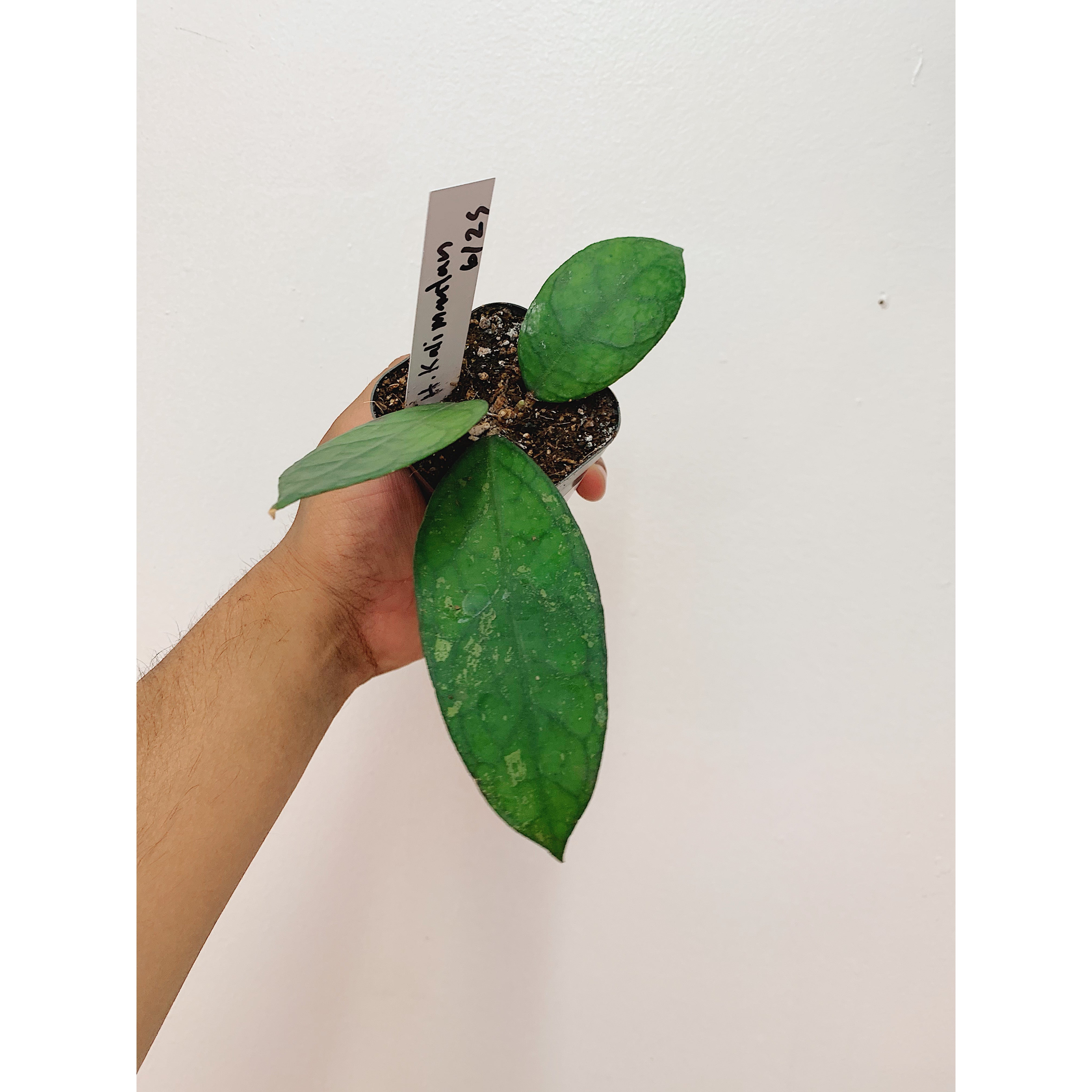 Hoya Kalimantan