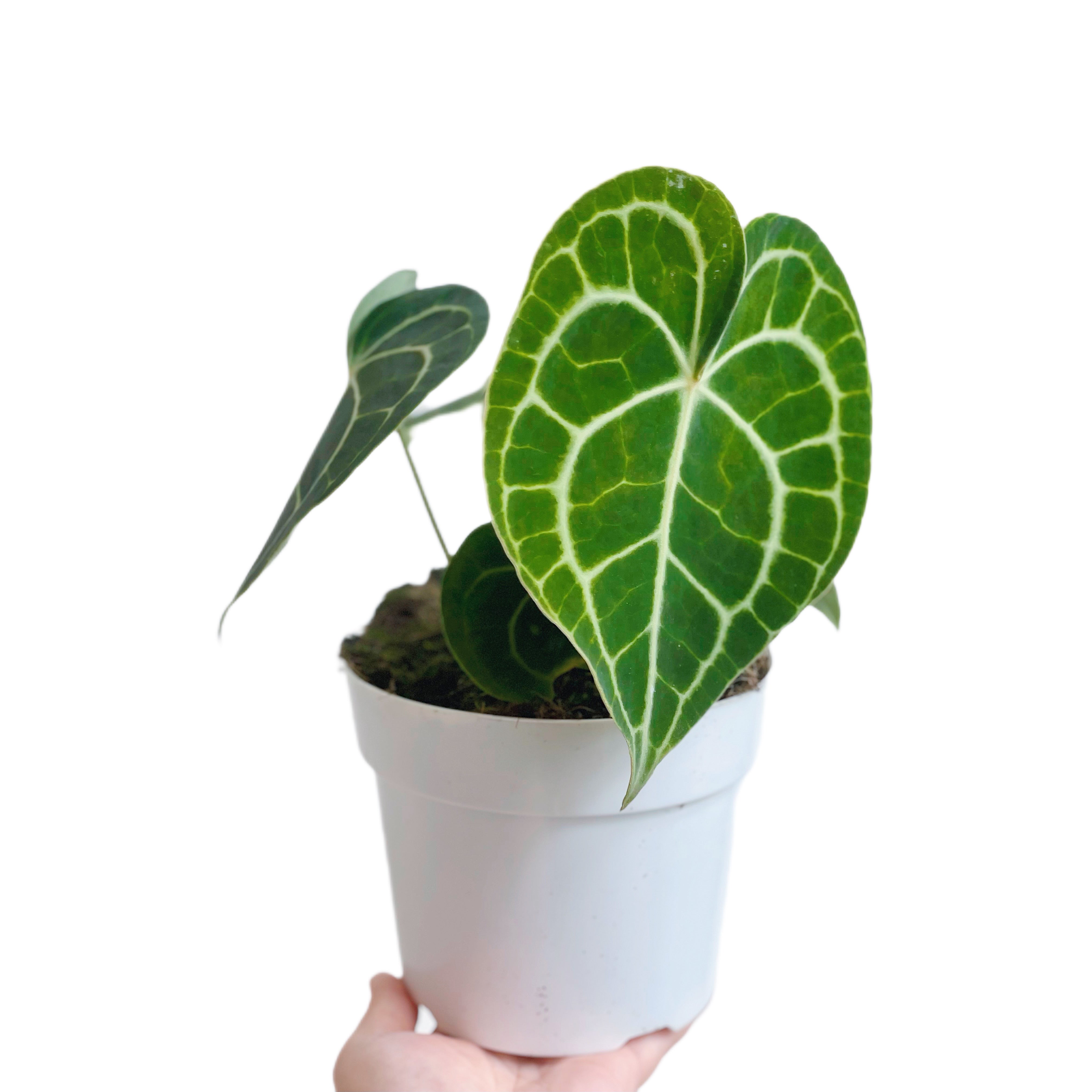 Anthurium Clarinervium