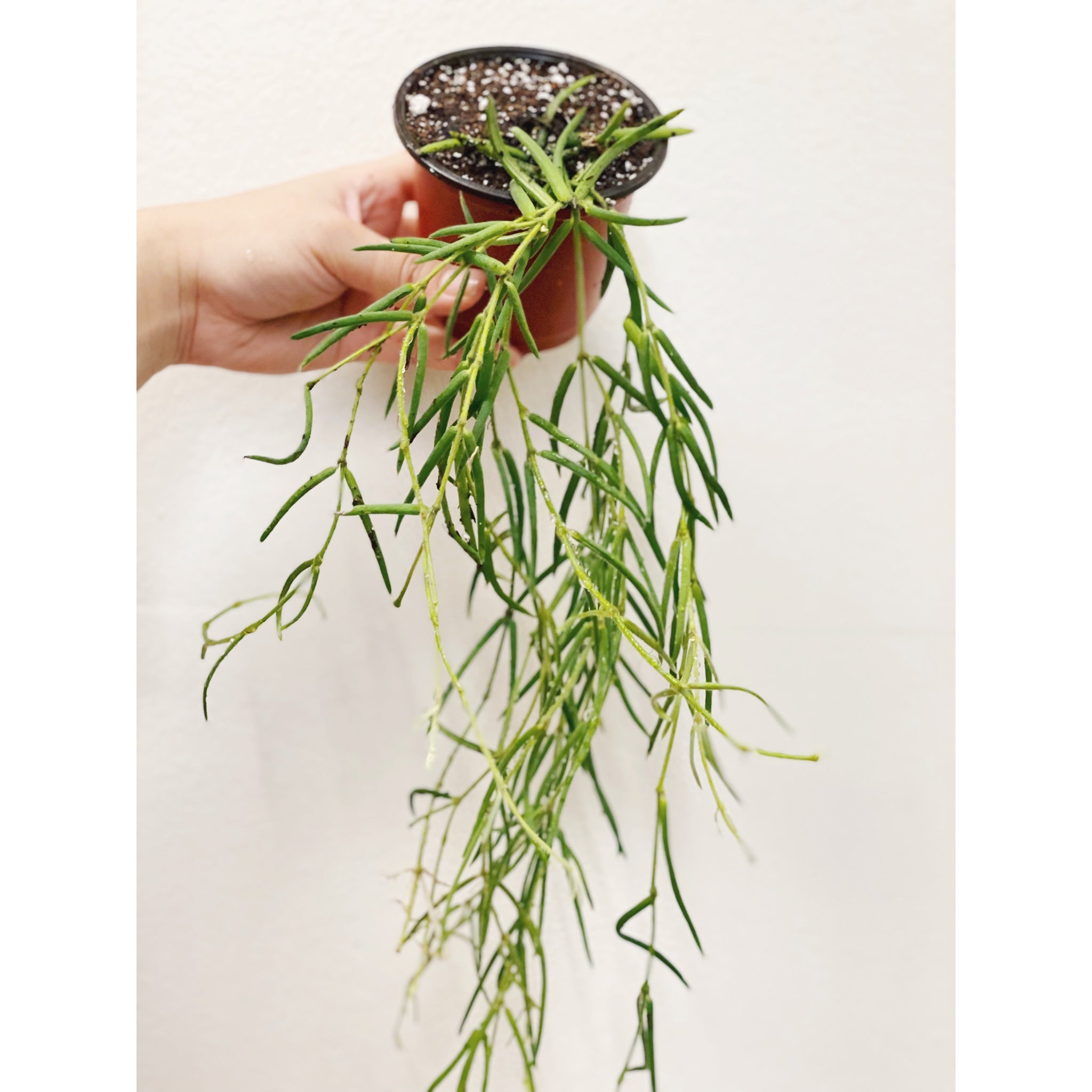 Hoya Linearis