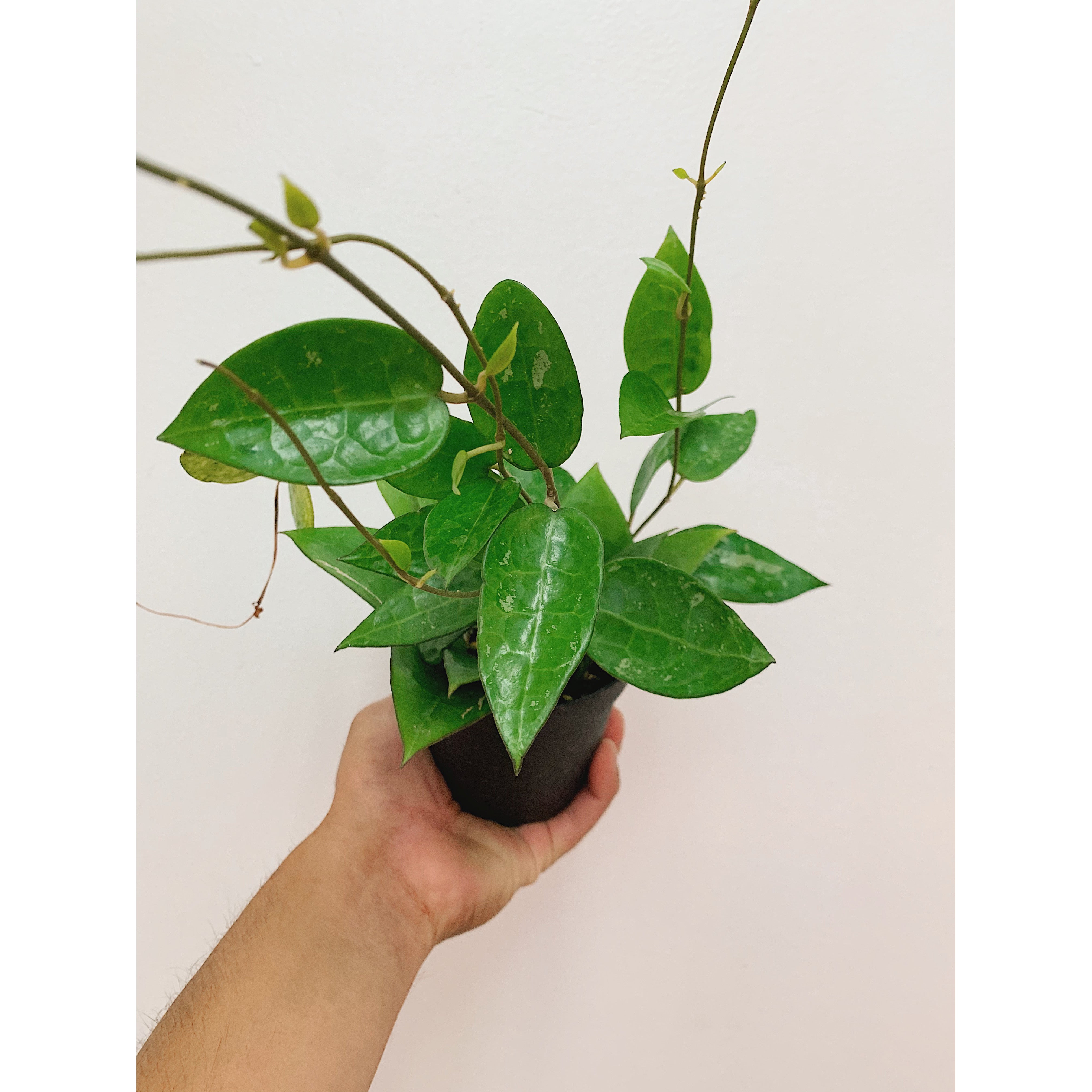 Hoya Parasitica