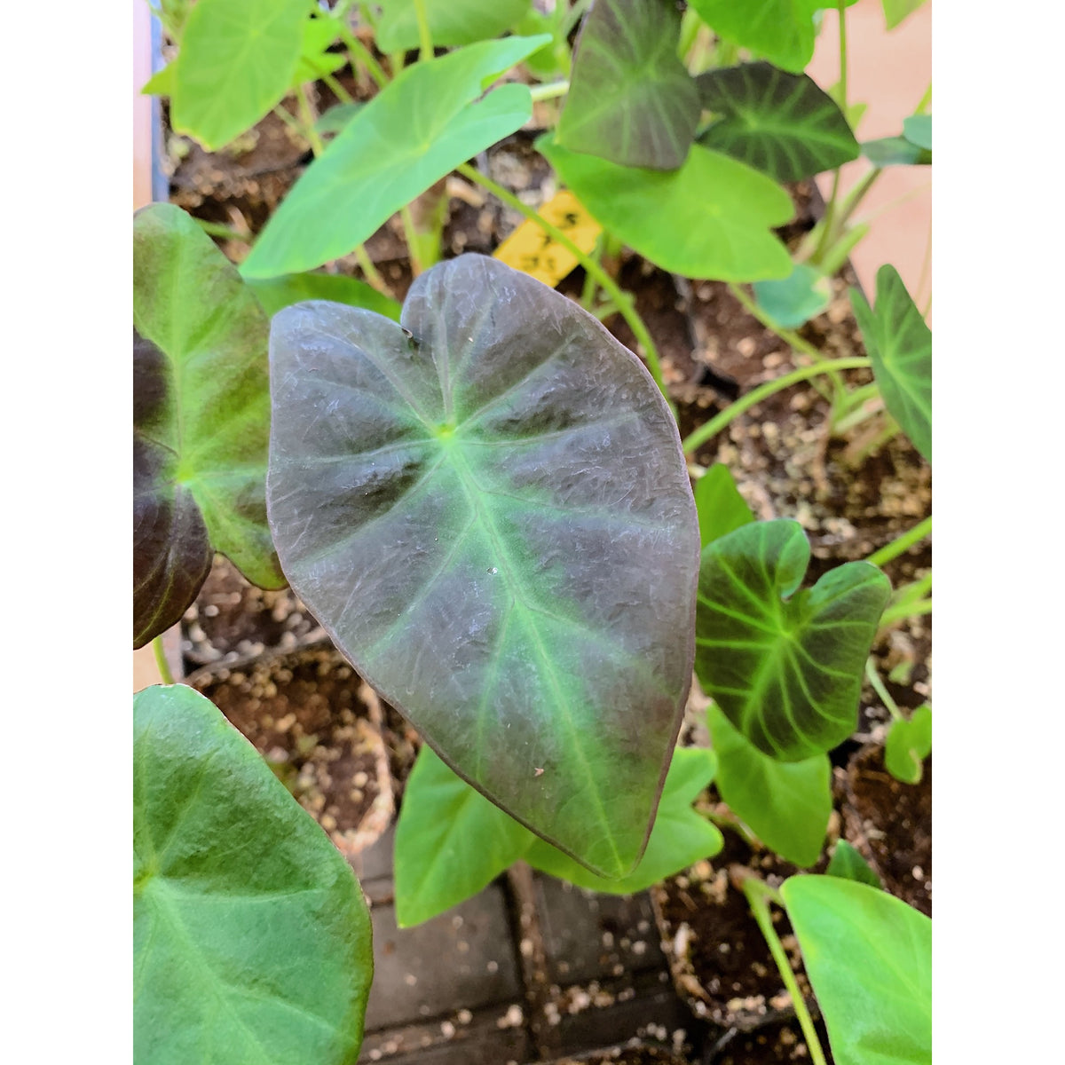 Colocasia Black Beauty — Las Selvas