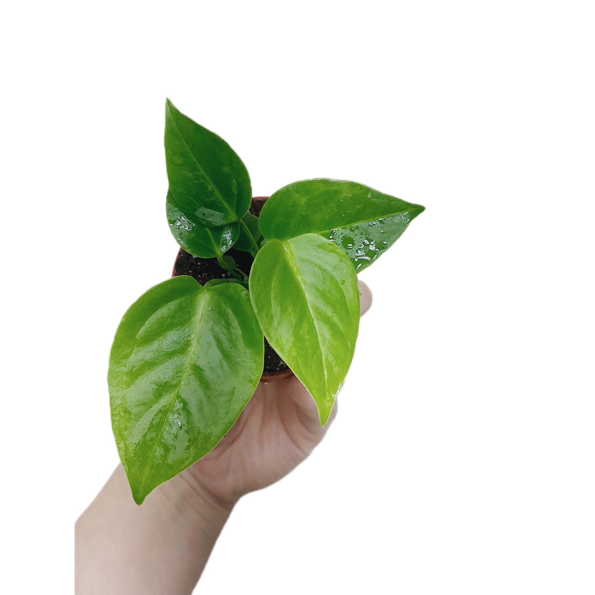 Anthurium Veitchii 'King' Wide Form (Plantlet)