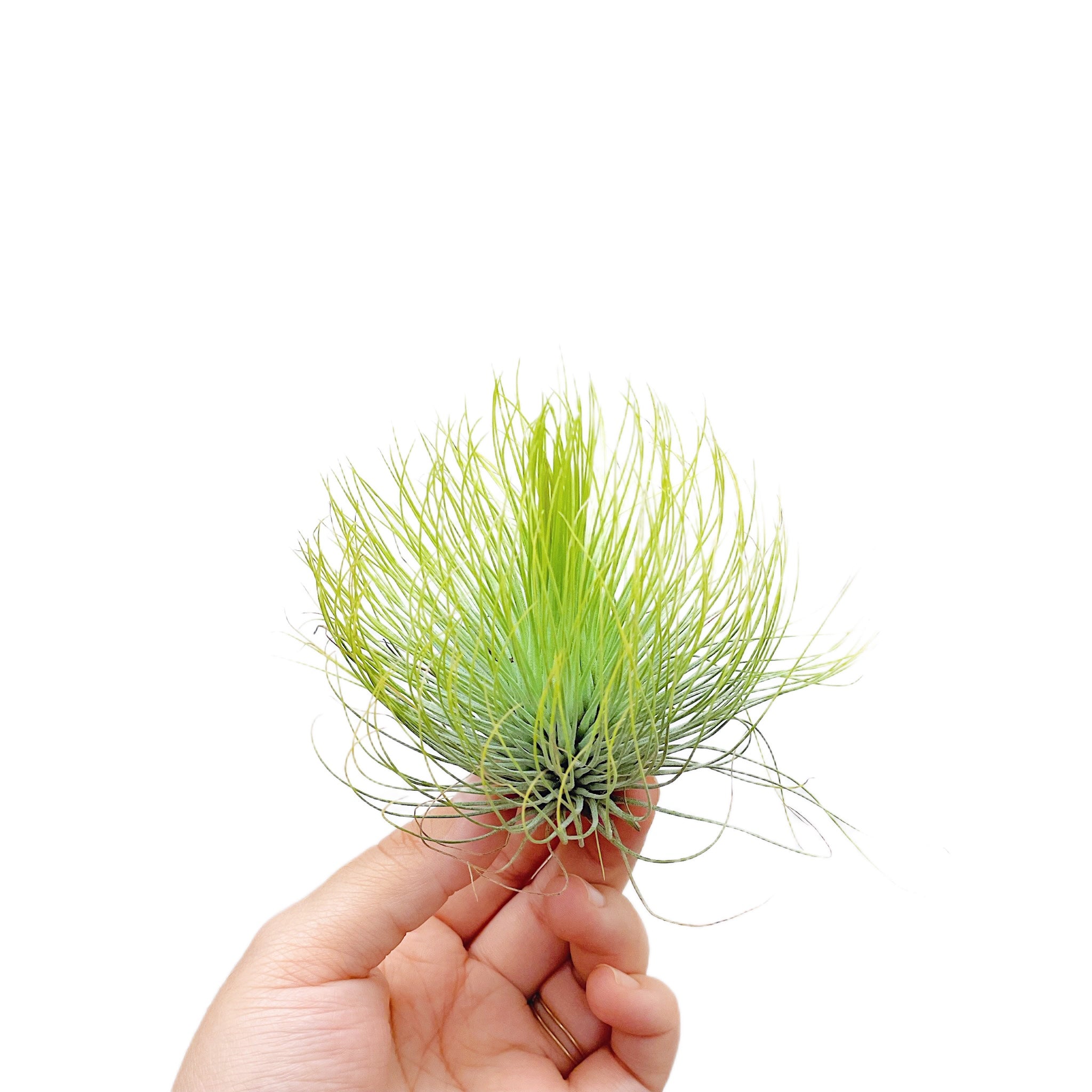 Tillandsia Andreana