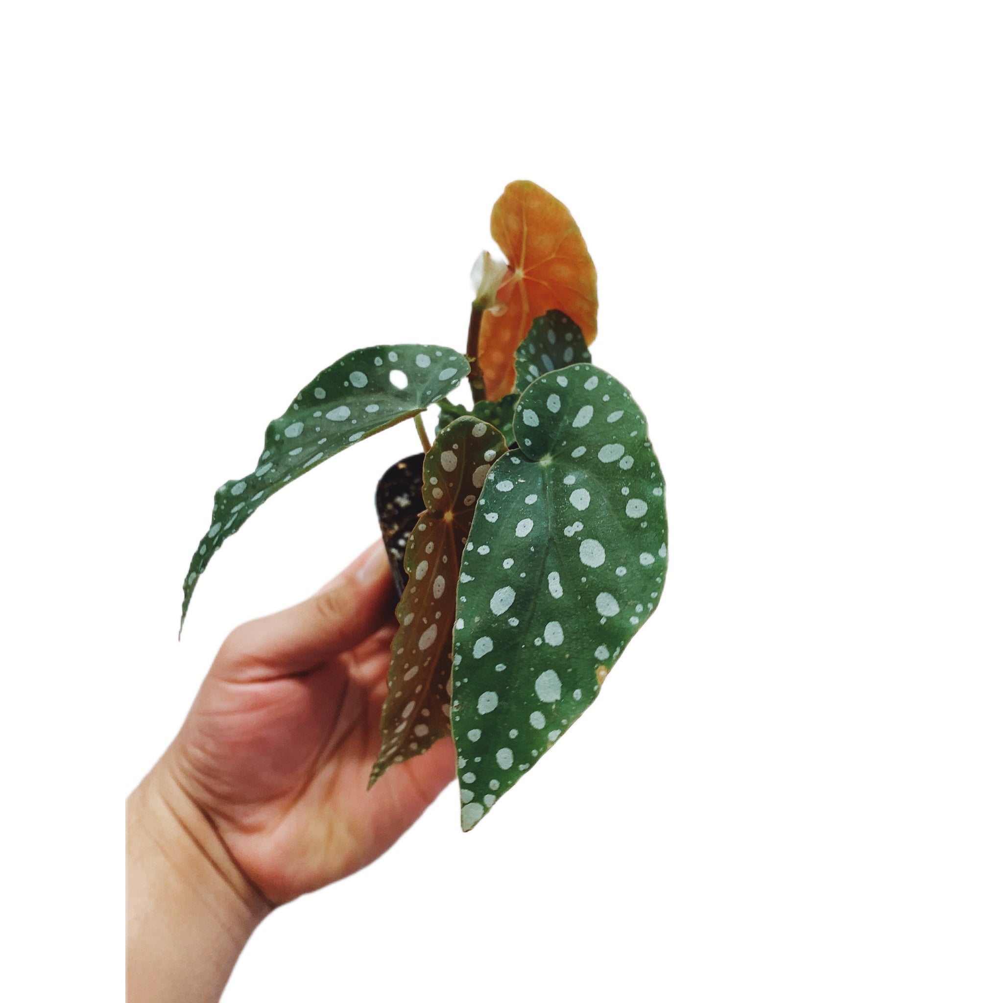Begonia Polka Dot