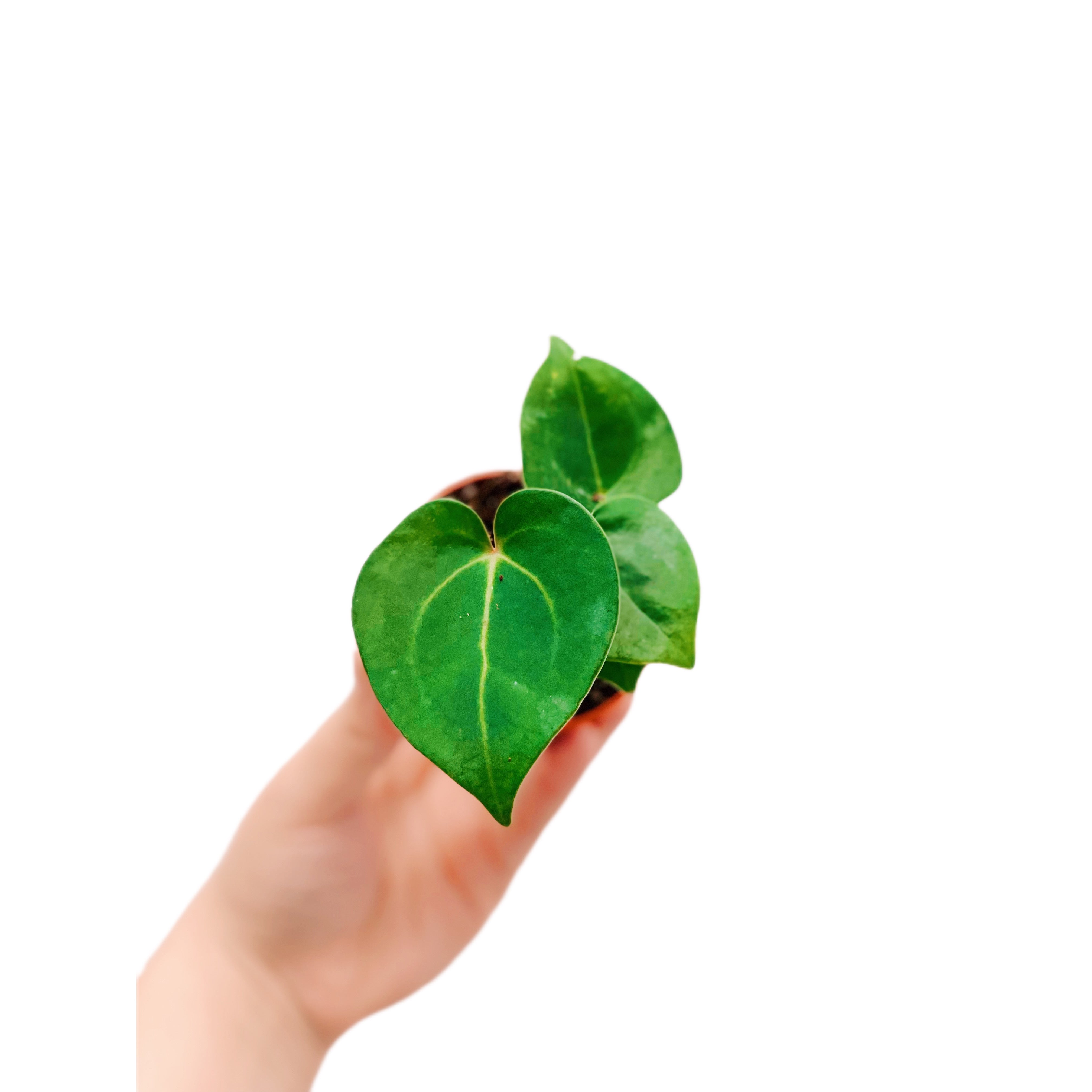 Anthurium Clarinervium