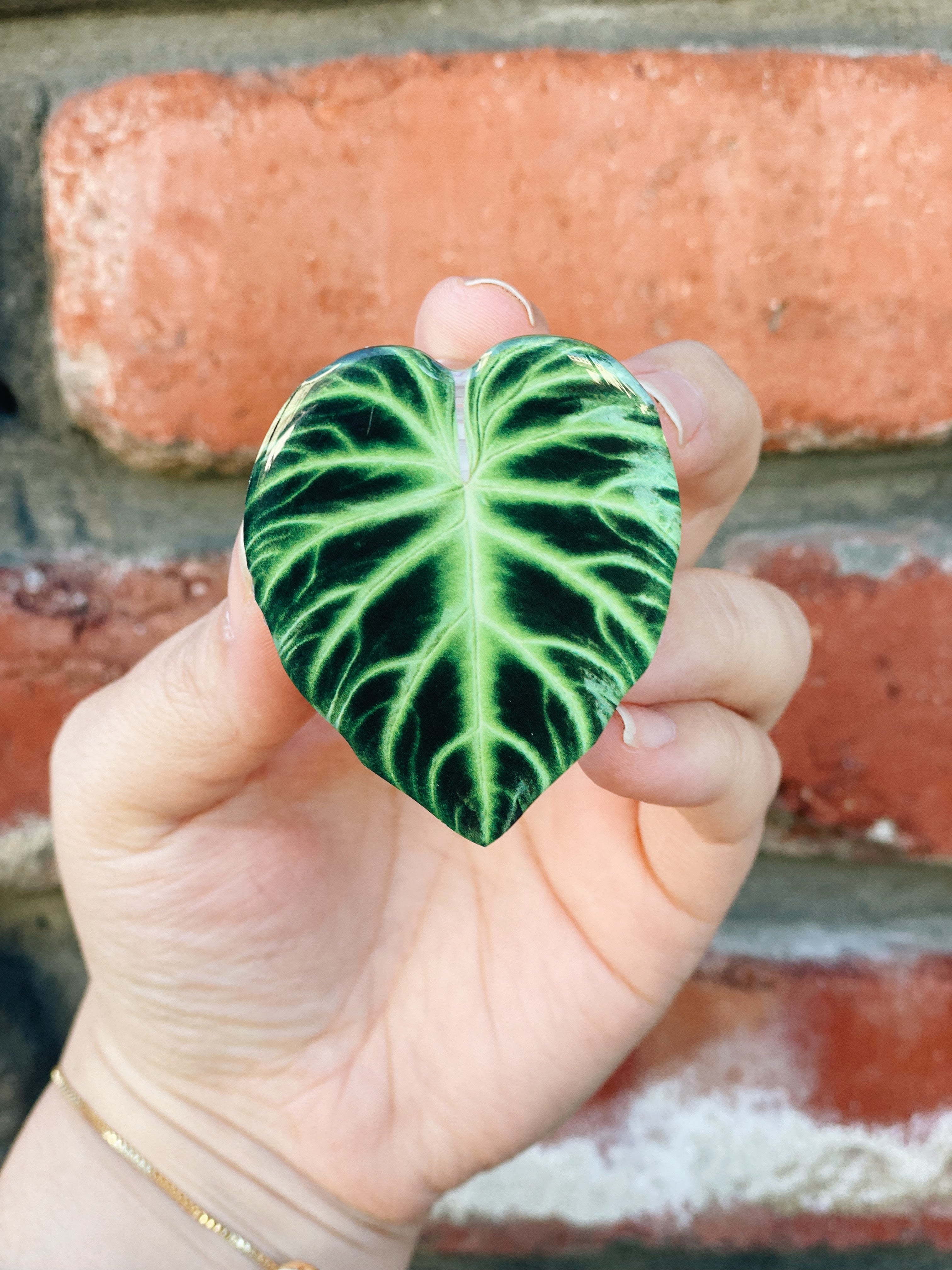 Plant Phone Grip
