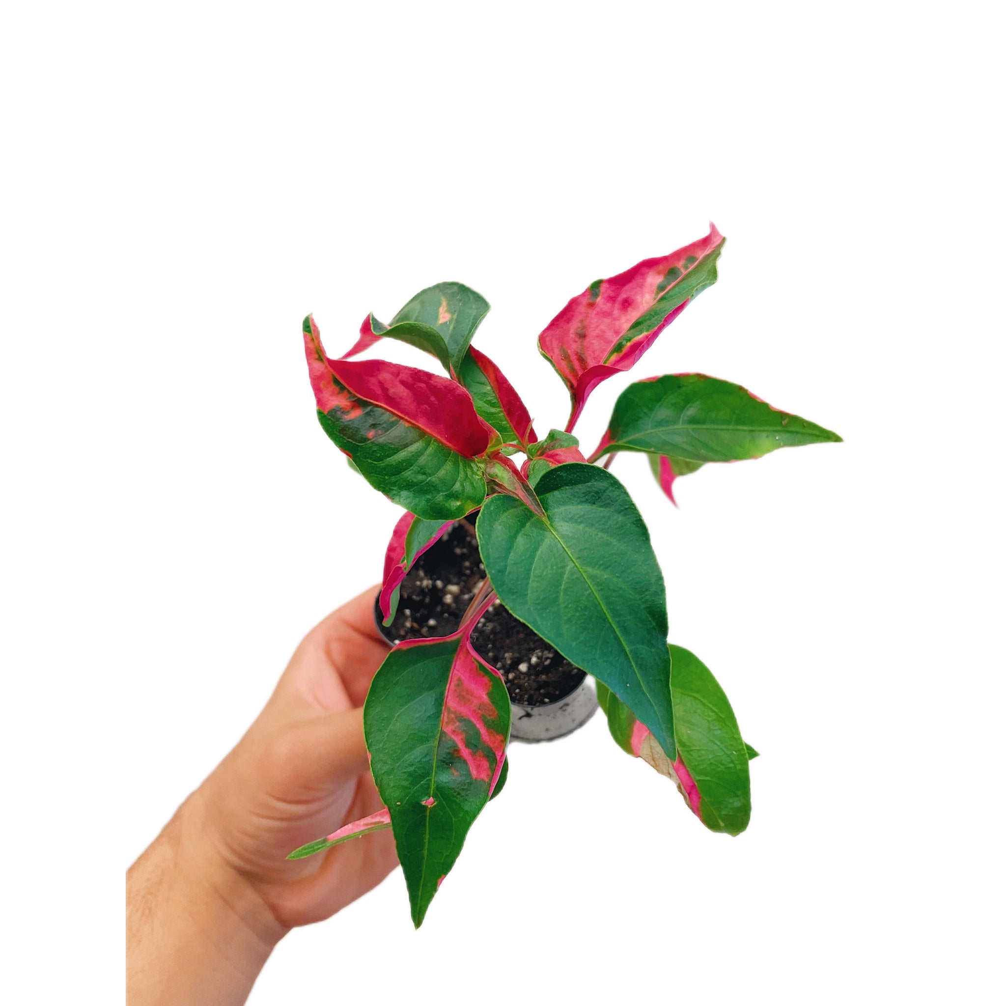 Alternanthera 'Party Time'