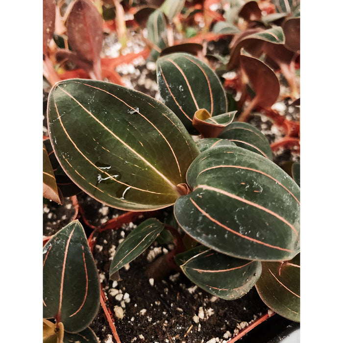 Sea Turtle Jewel Orchid