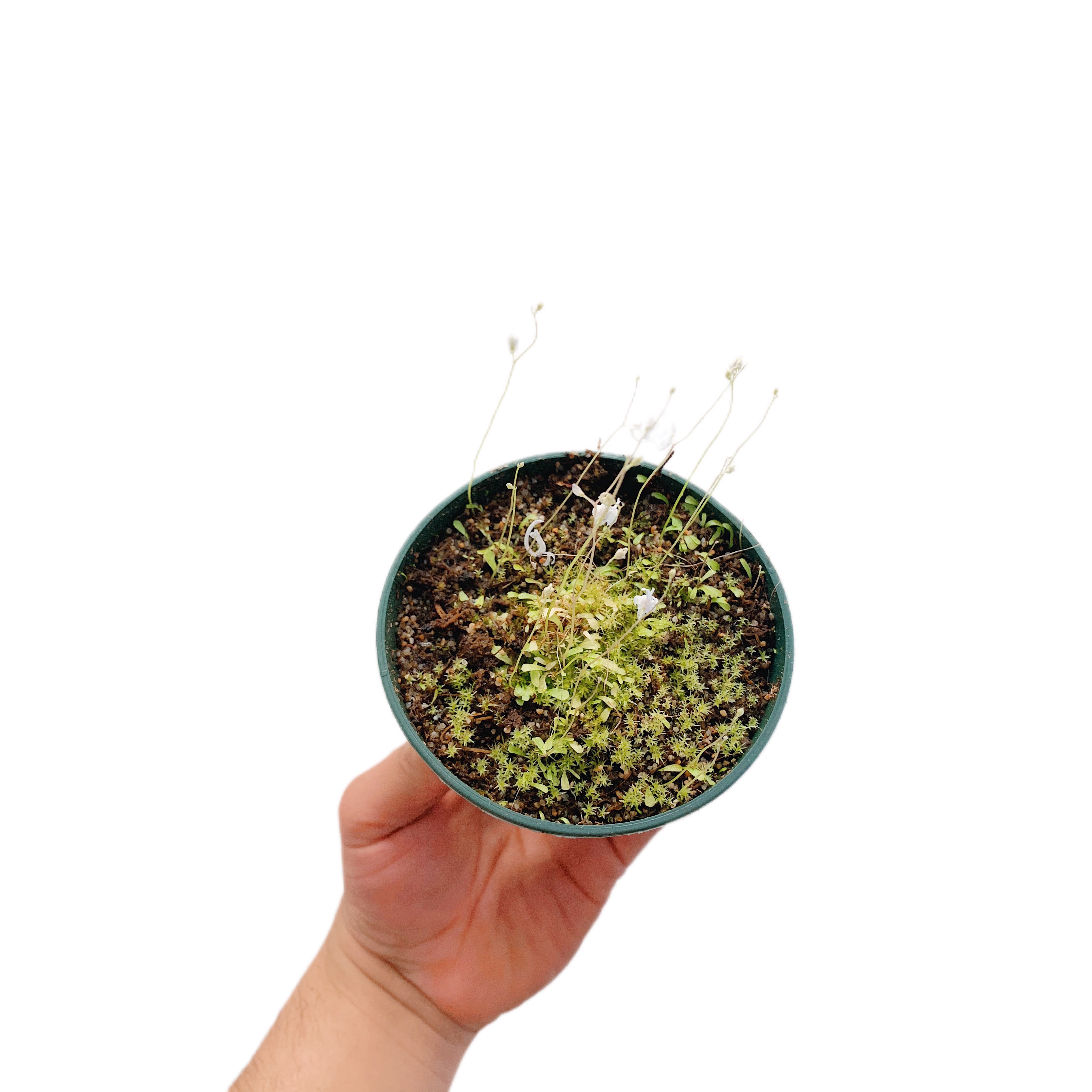 Utricularia Sandersonii