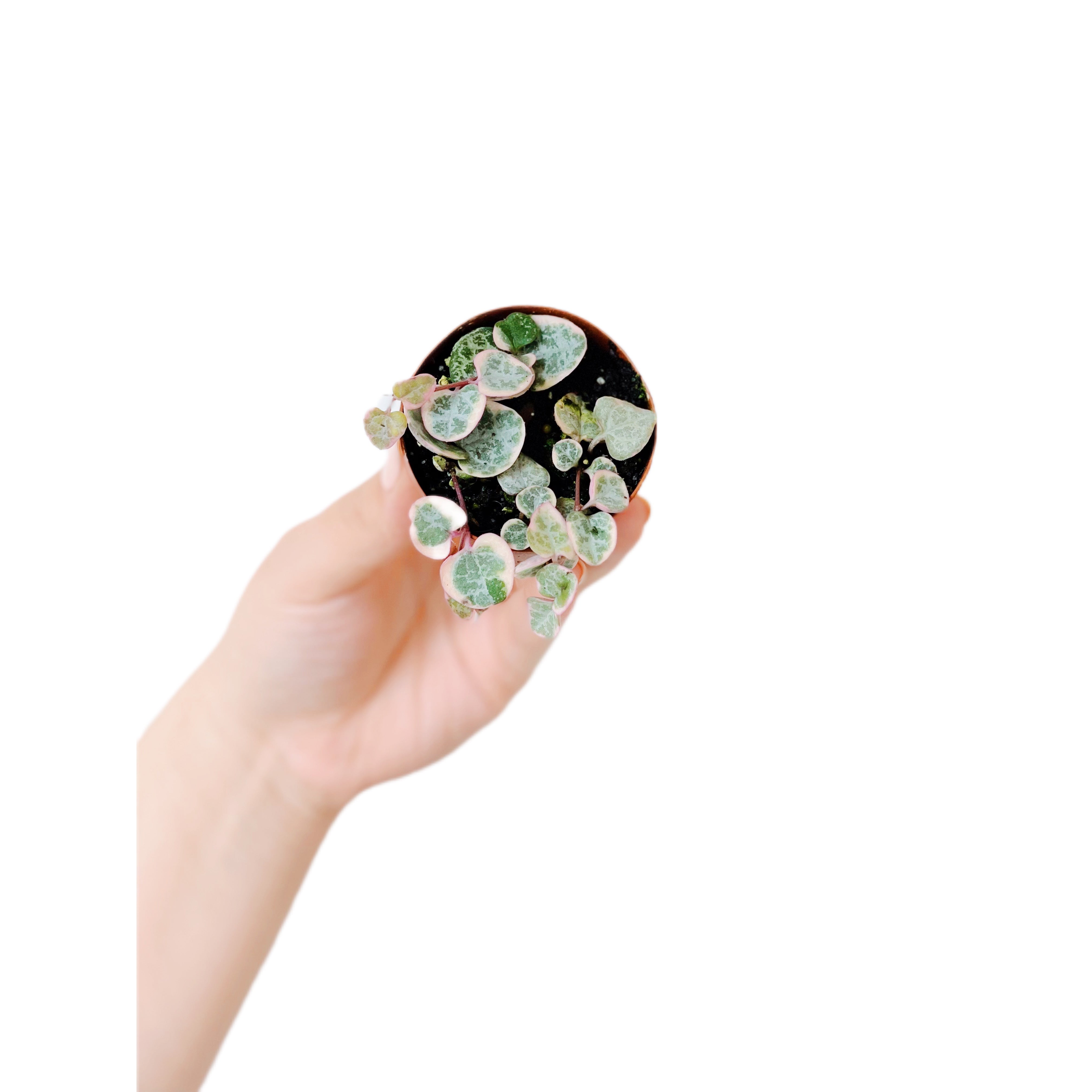 String Of Hearts Variegated