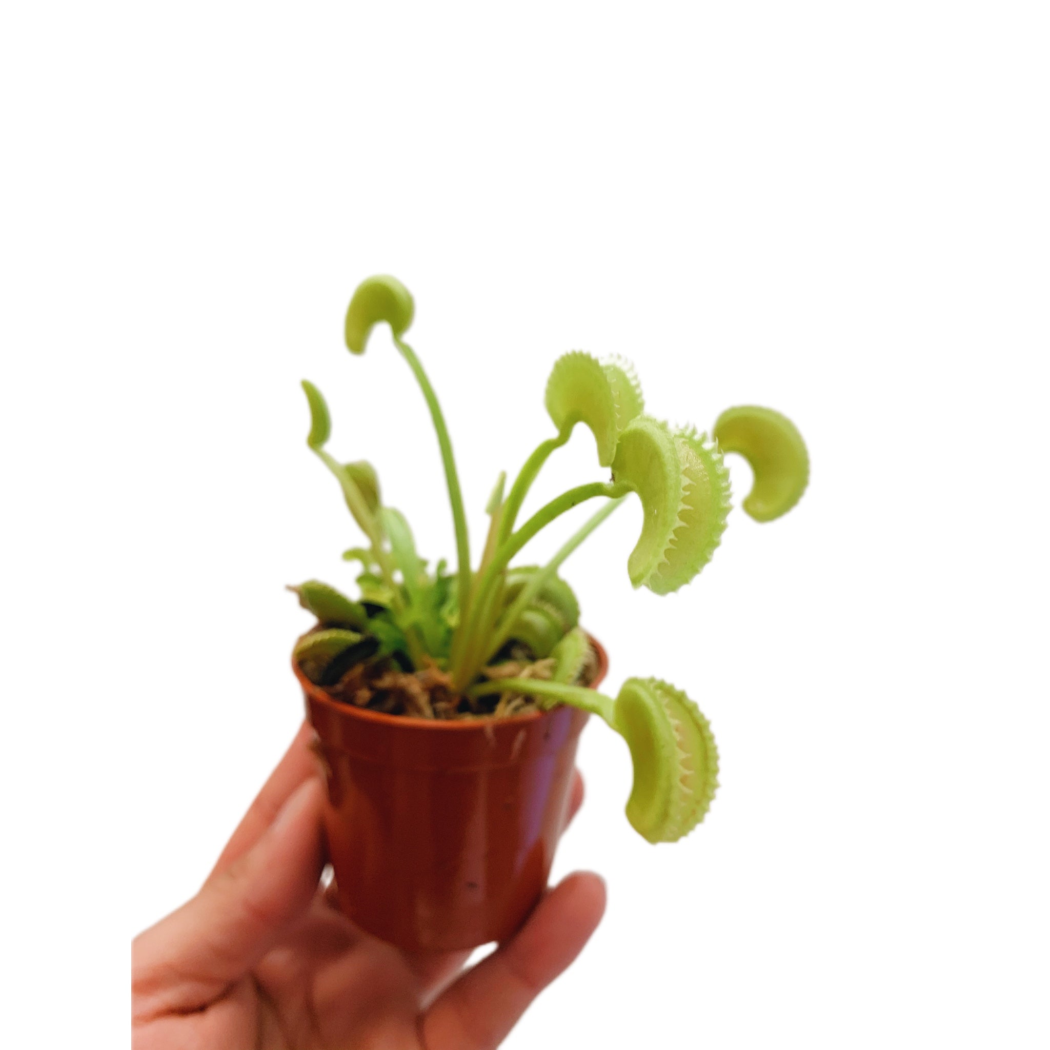 Dionaea Dente