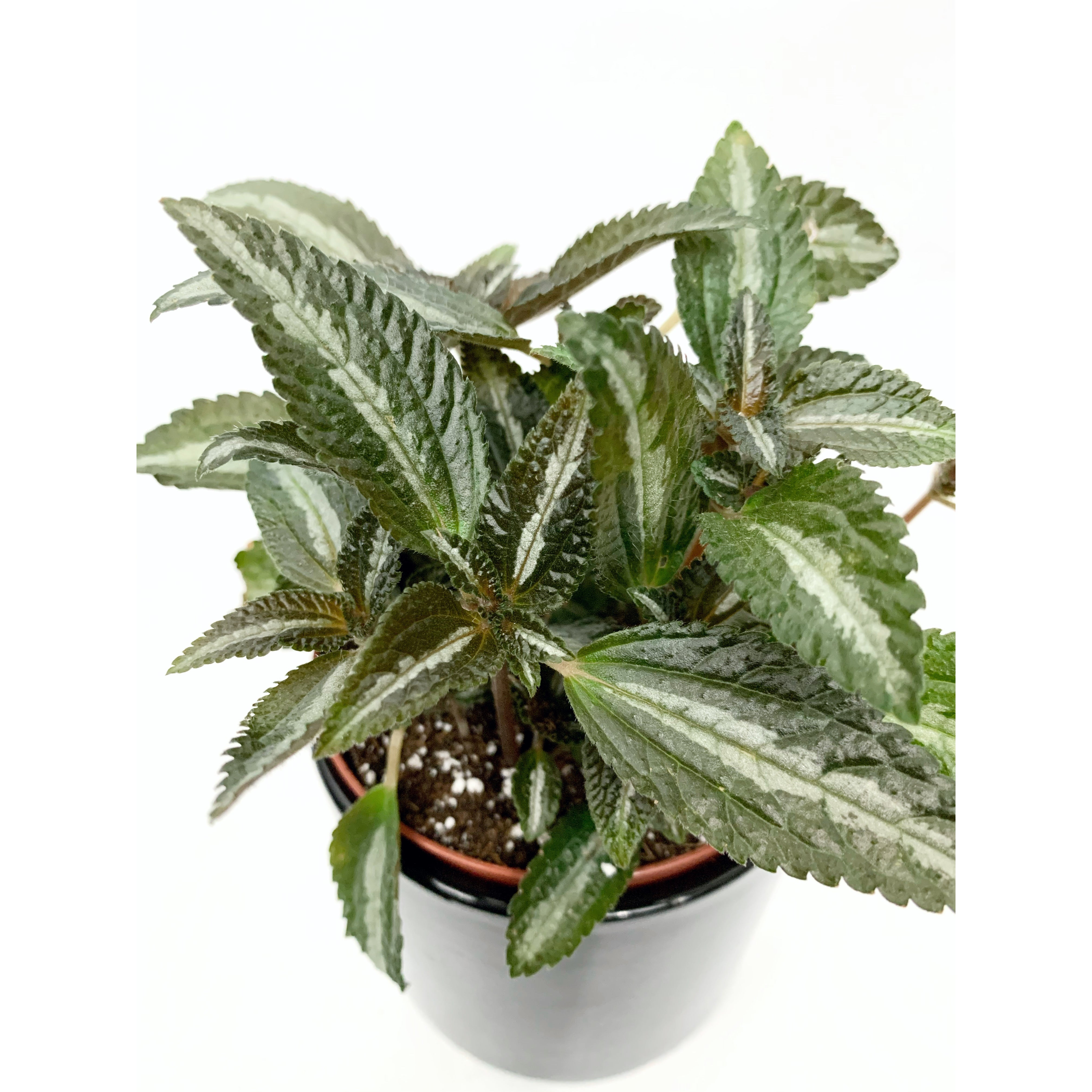 Pilea 'Bronze'