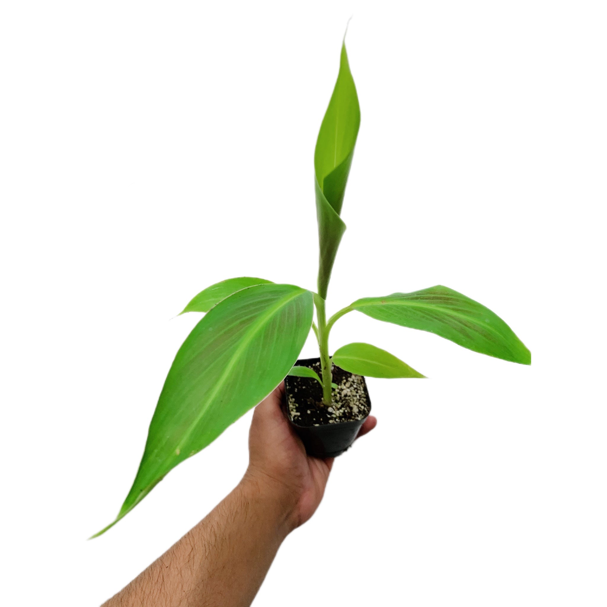 Musa Siam Ruby
