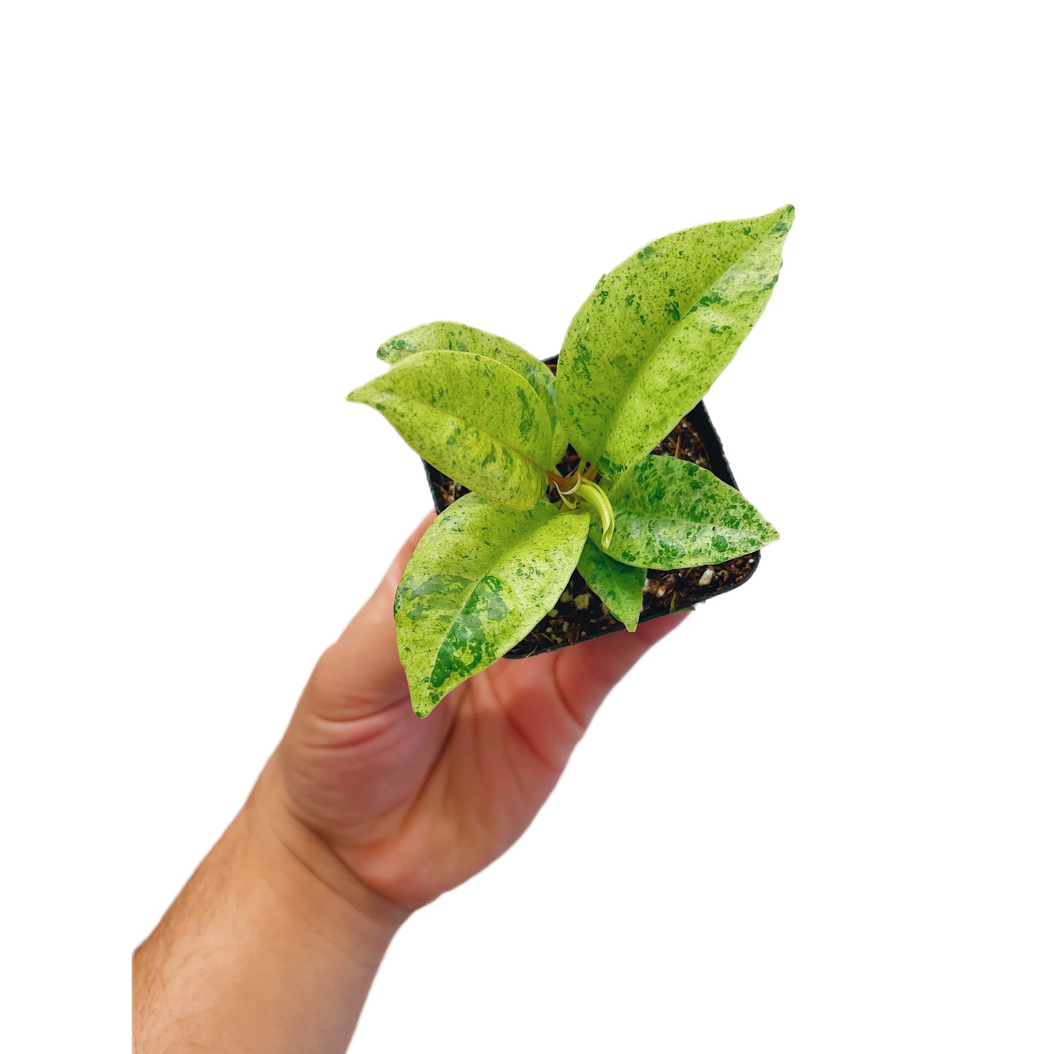 Ficus Shivereana