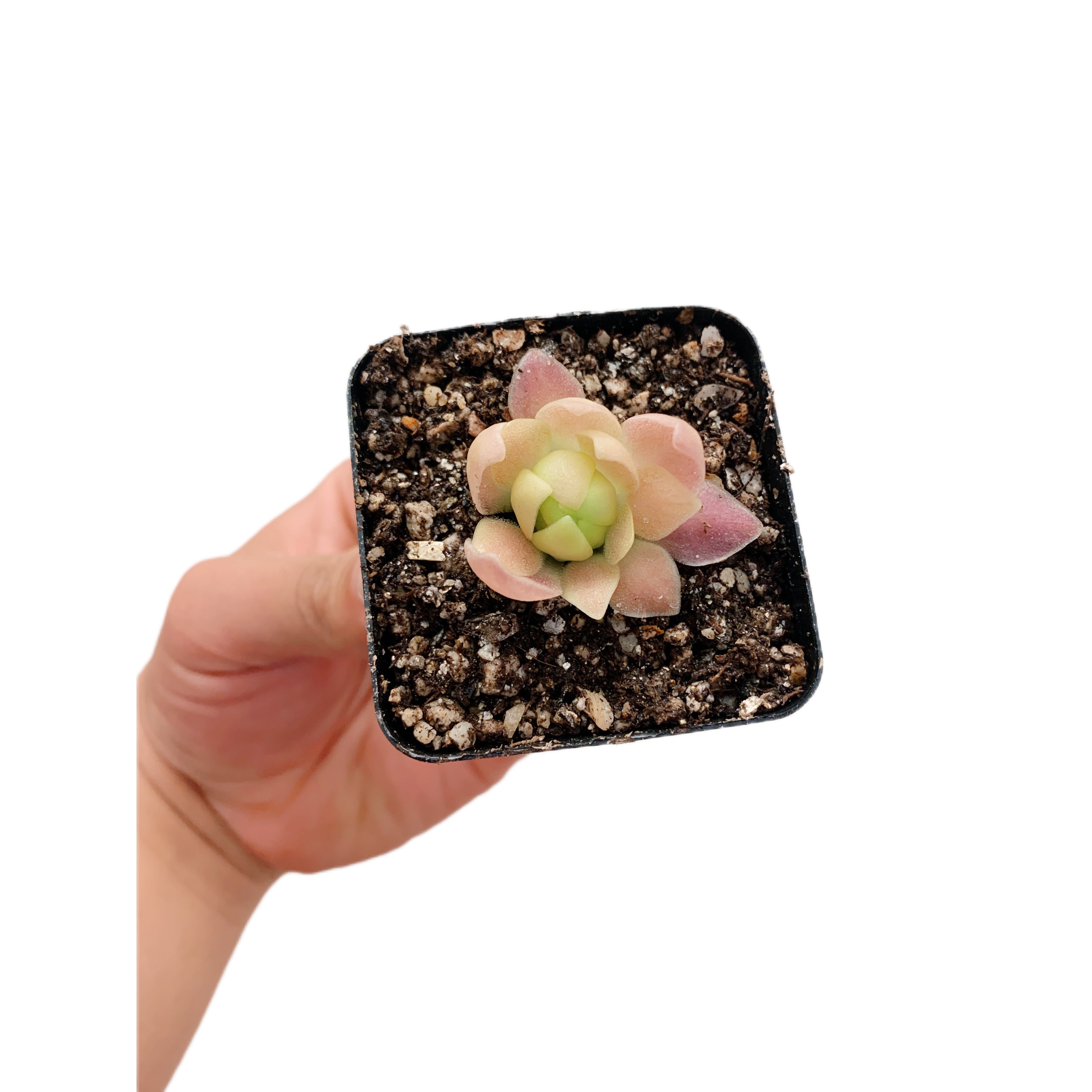 Pinguicula Marciano