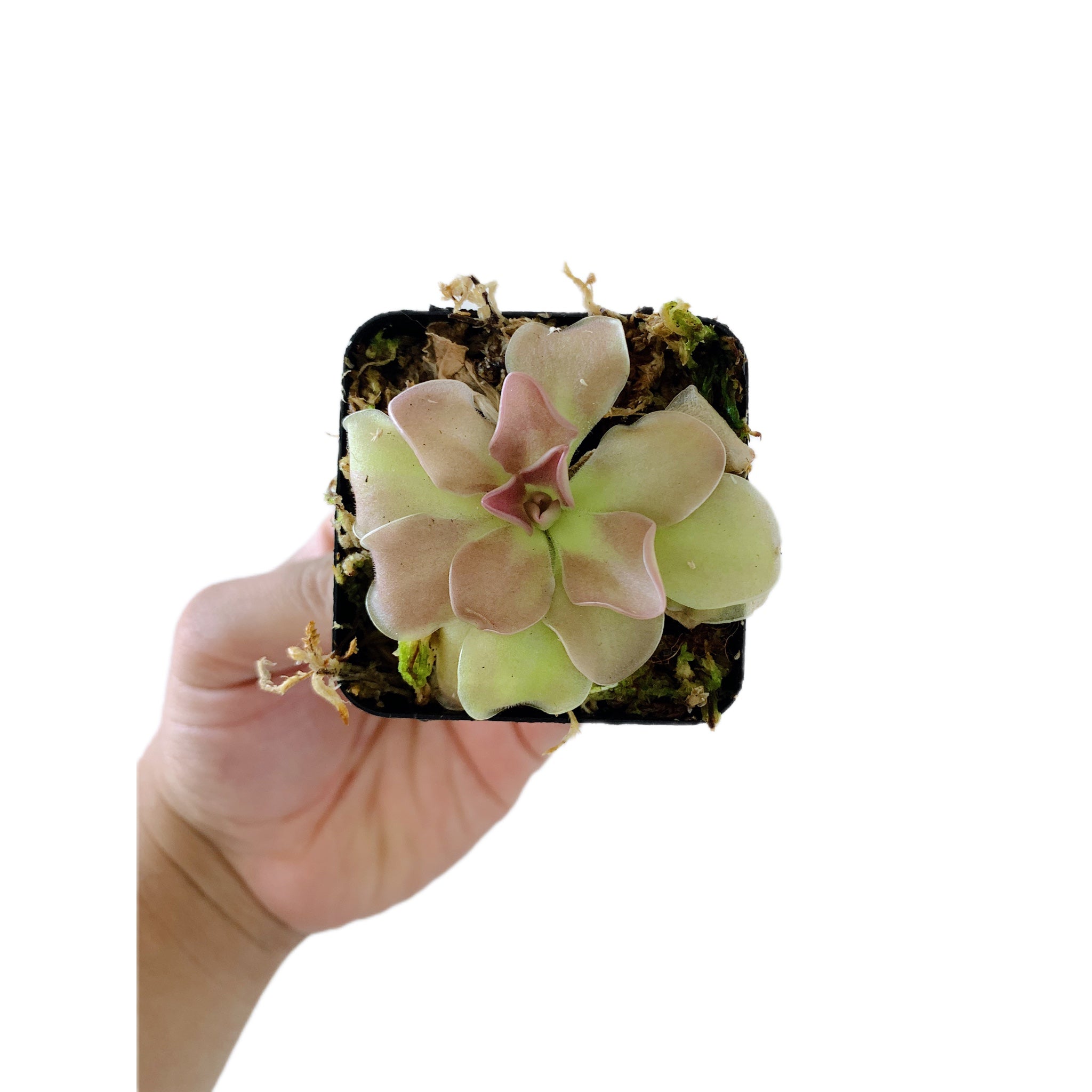 Pinguicula Sethos