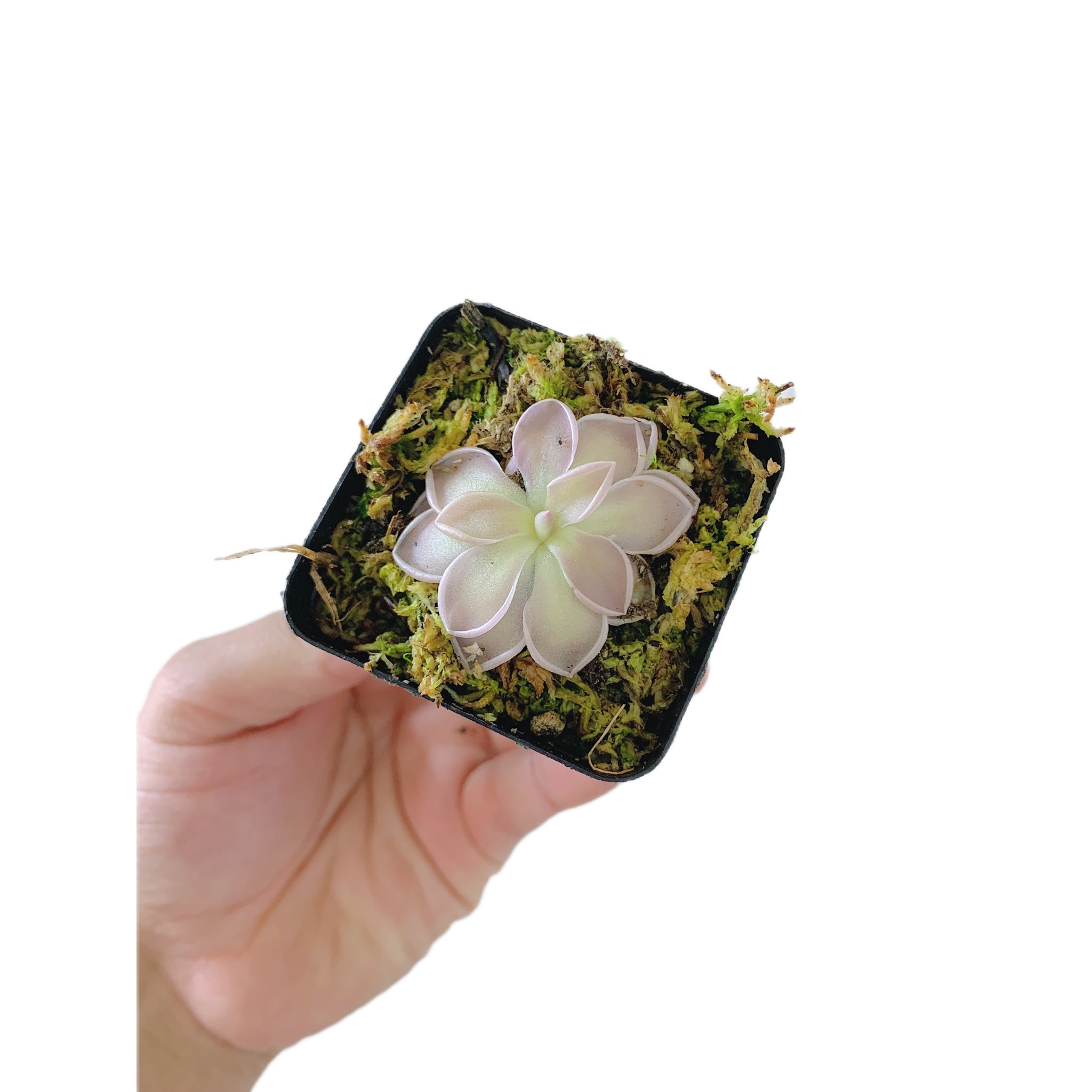 Pinguicula Emarginata X Elizabethiae