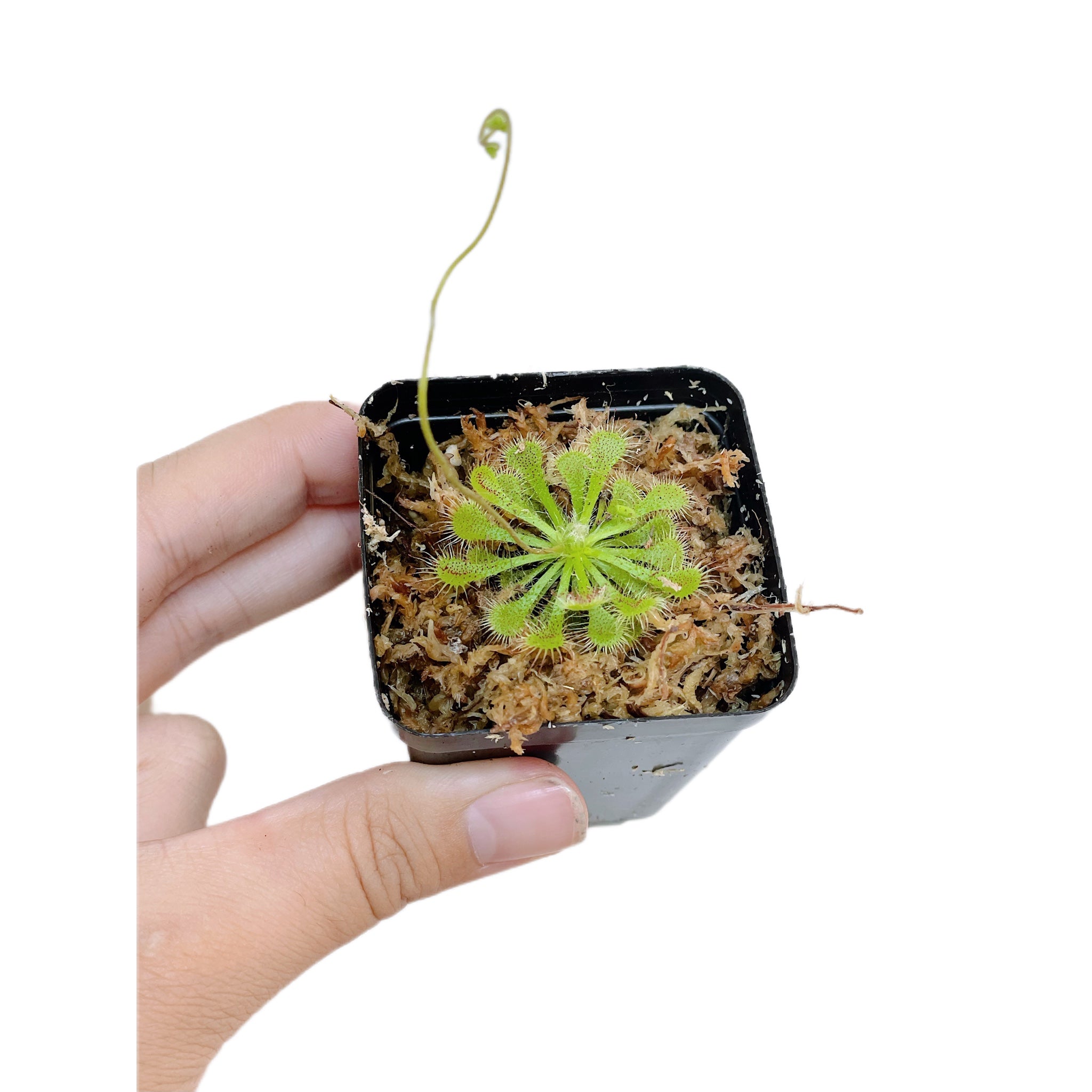 Drosera Spatulata