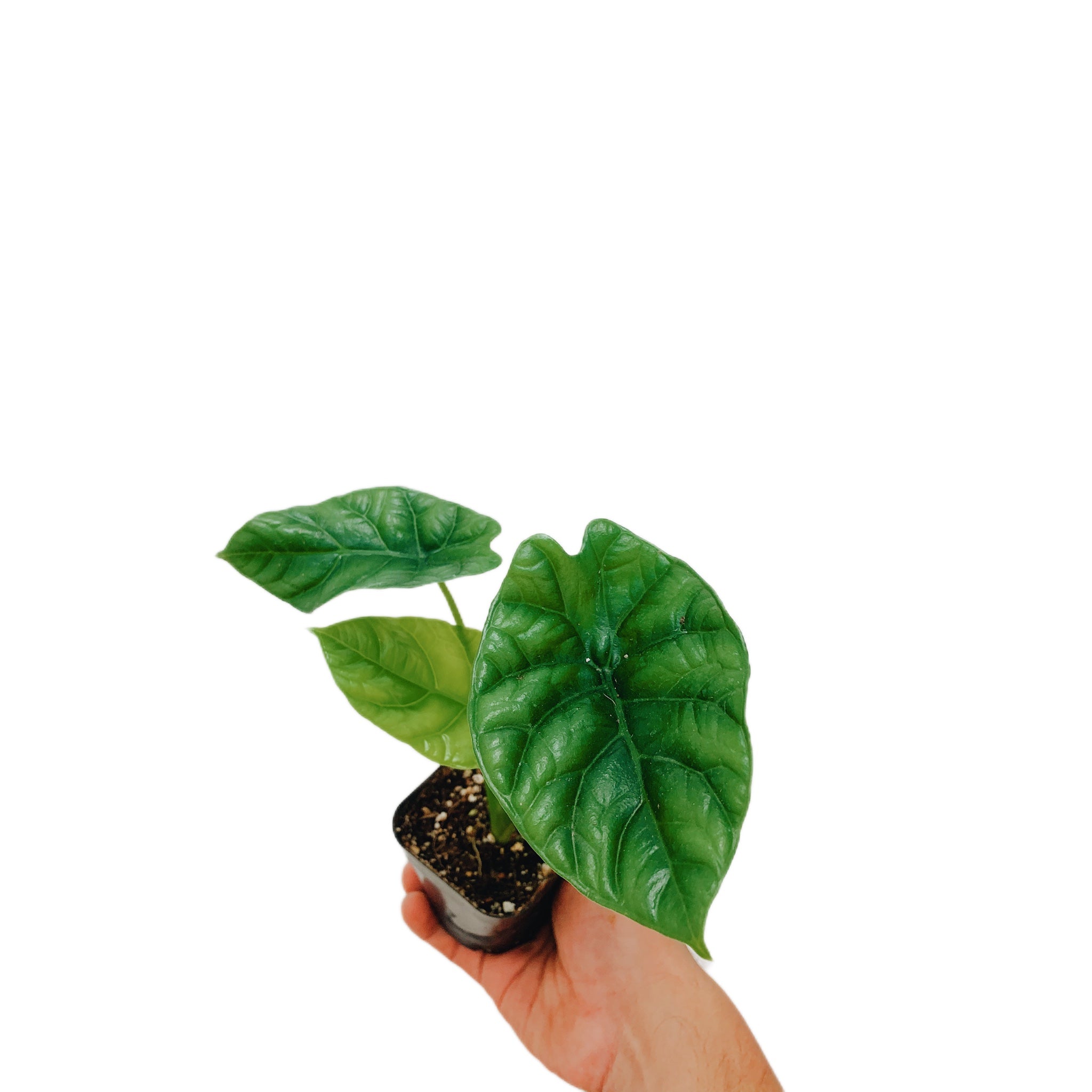 Alocasia Quilted Dream