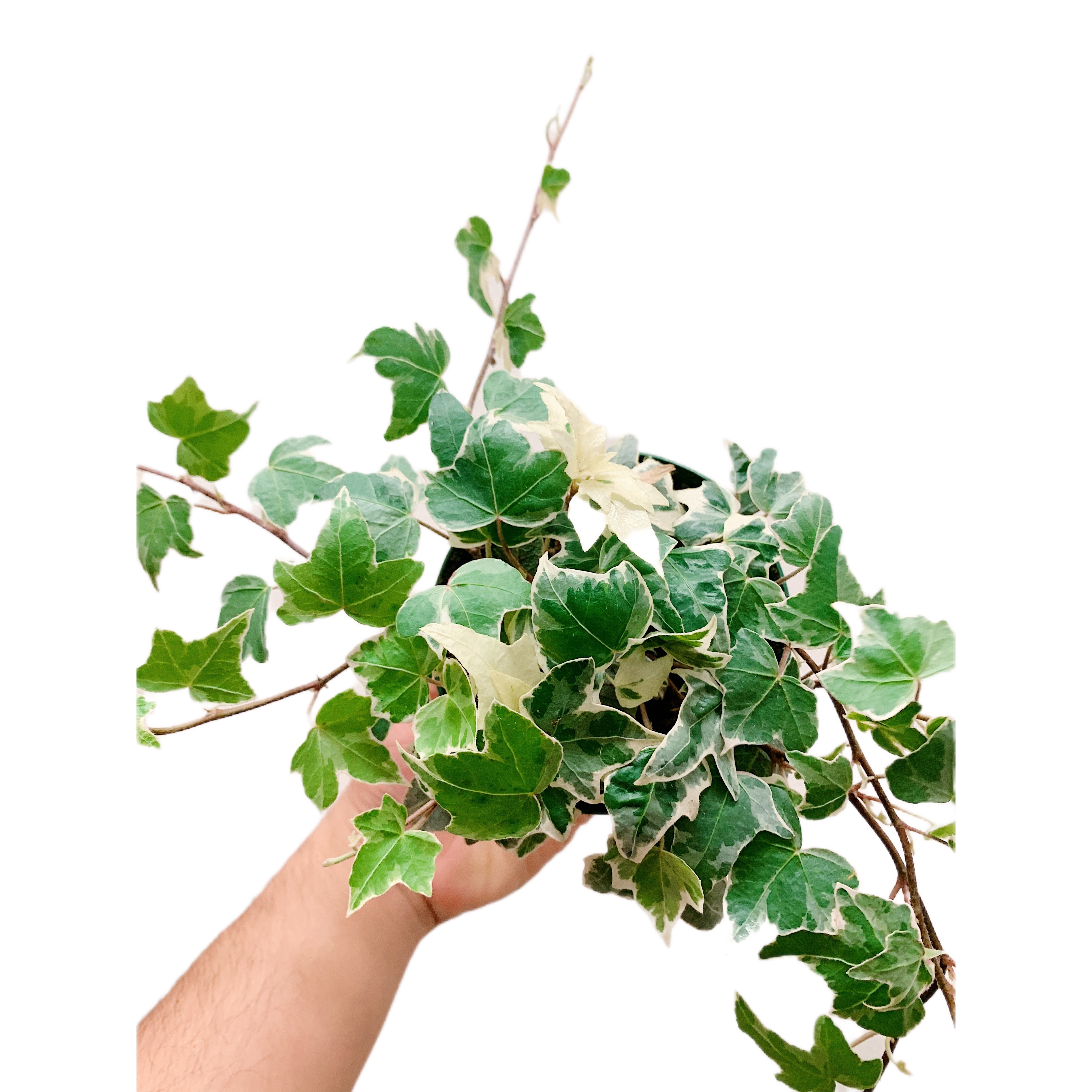 Ivy Aloma
