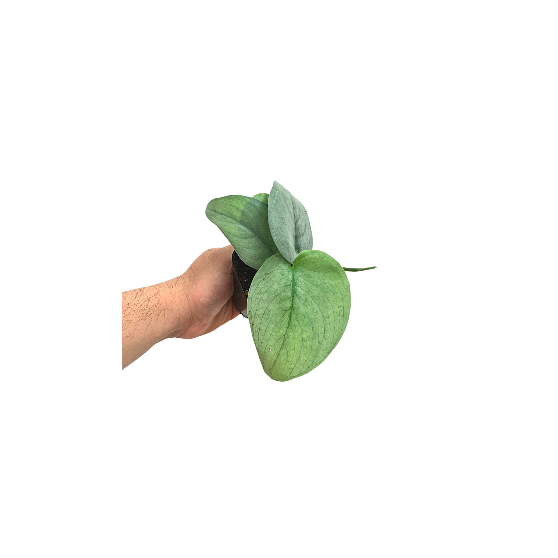 Scindapsus Silver Hero