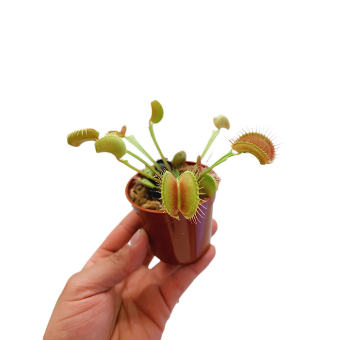 Dionaea VFT Typical