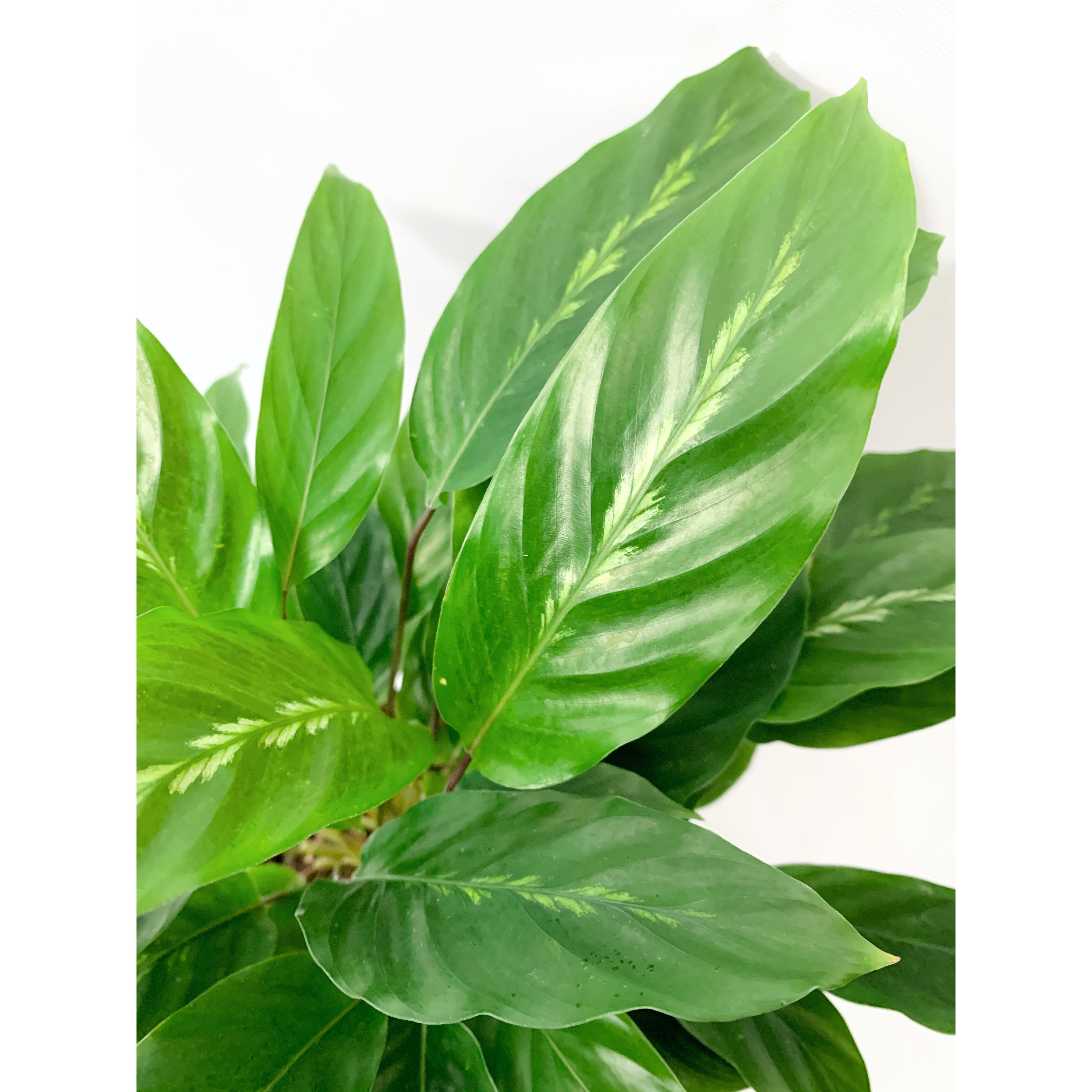 Calathea Maui Queen